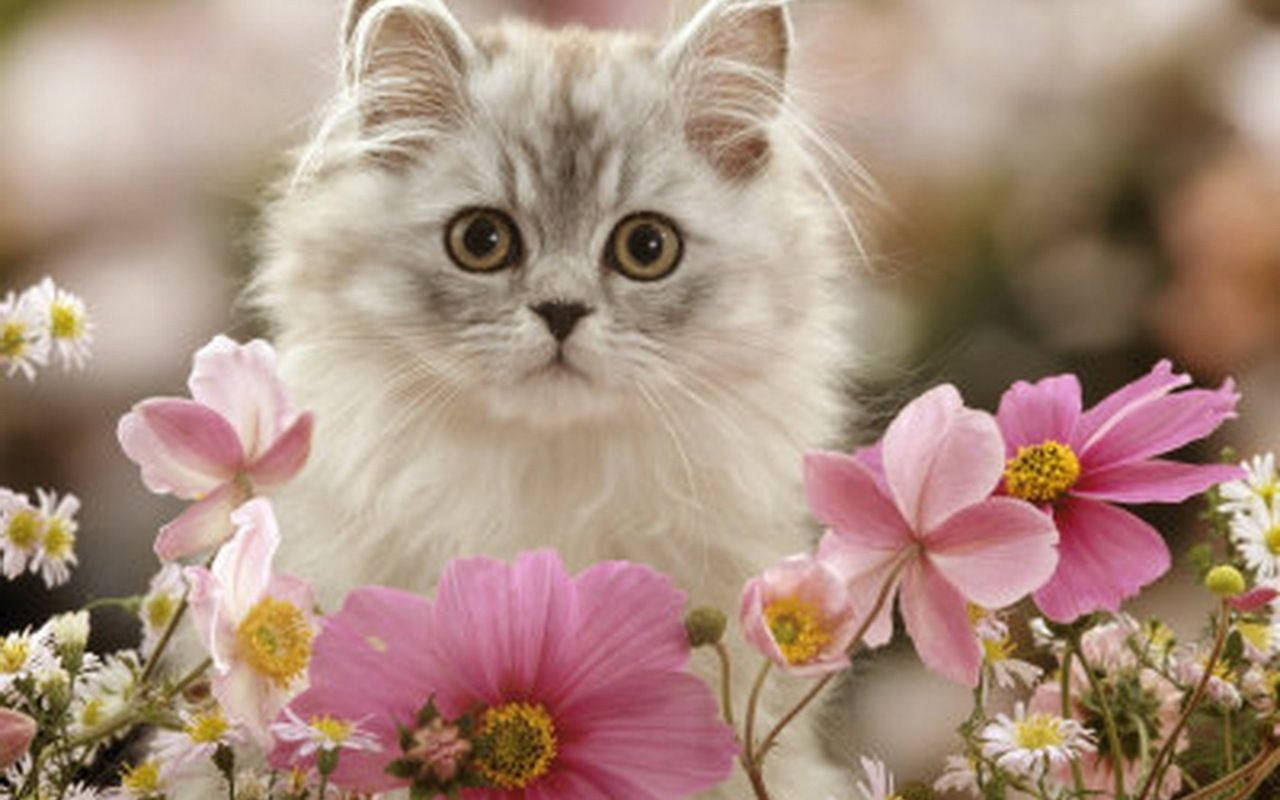 White Kitten With Flowers