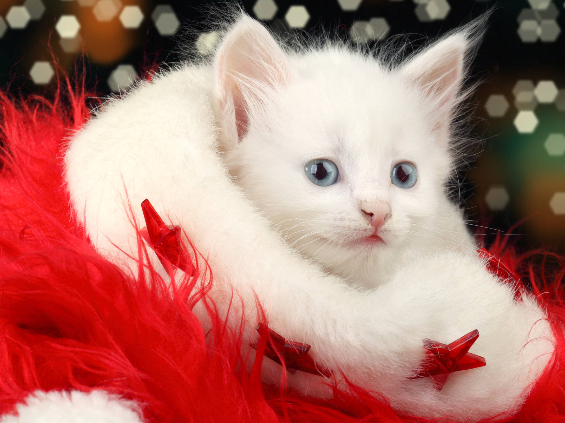 White Kitten With Santa Hat Background
