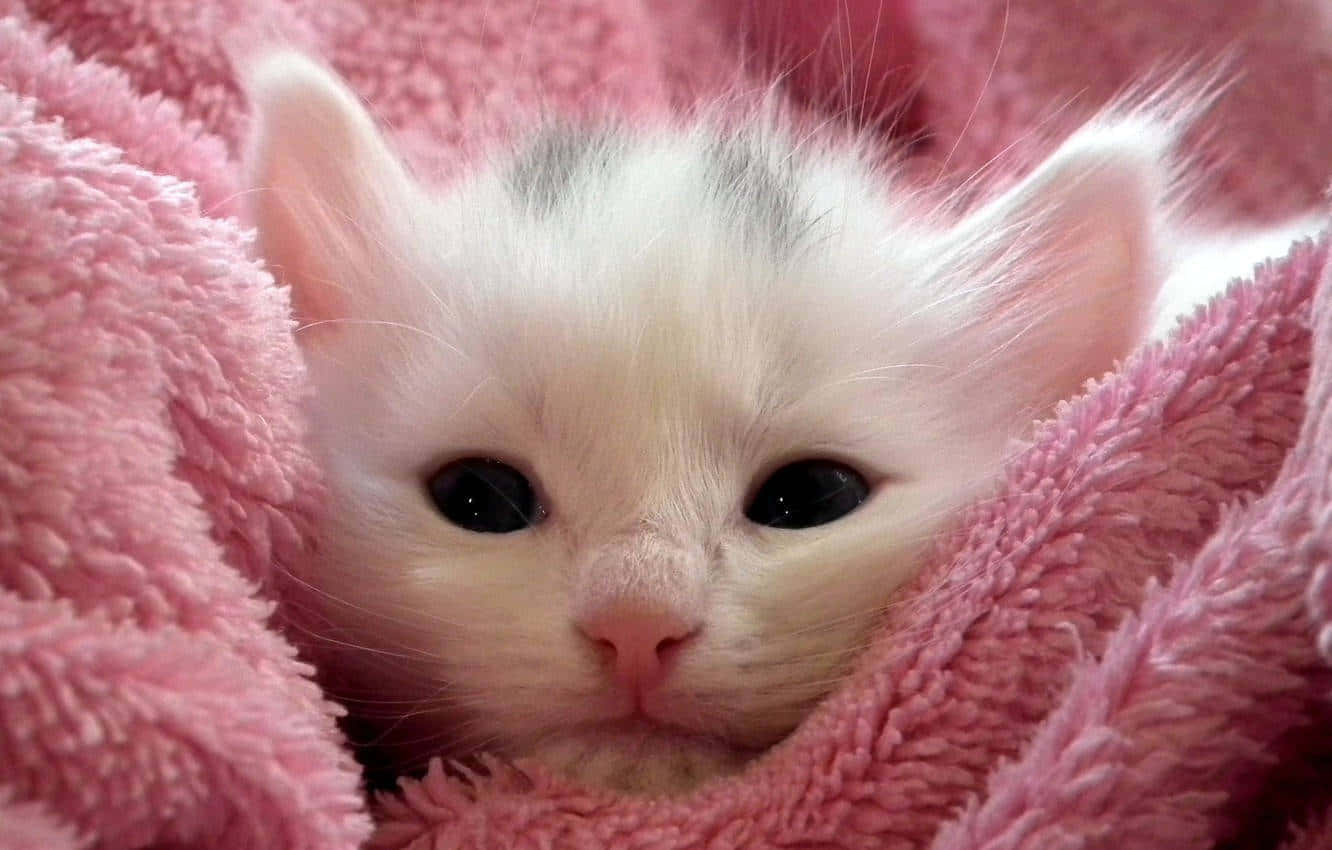 White Kittenin Pink Blanket