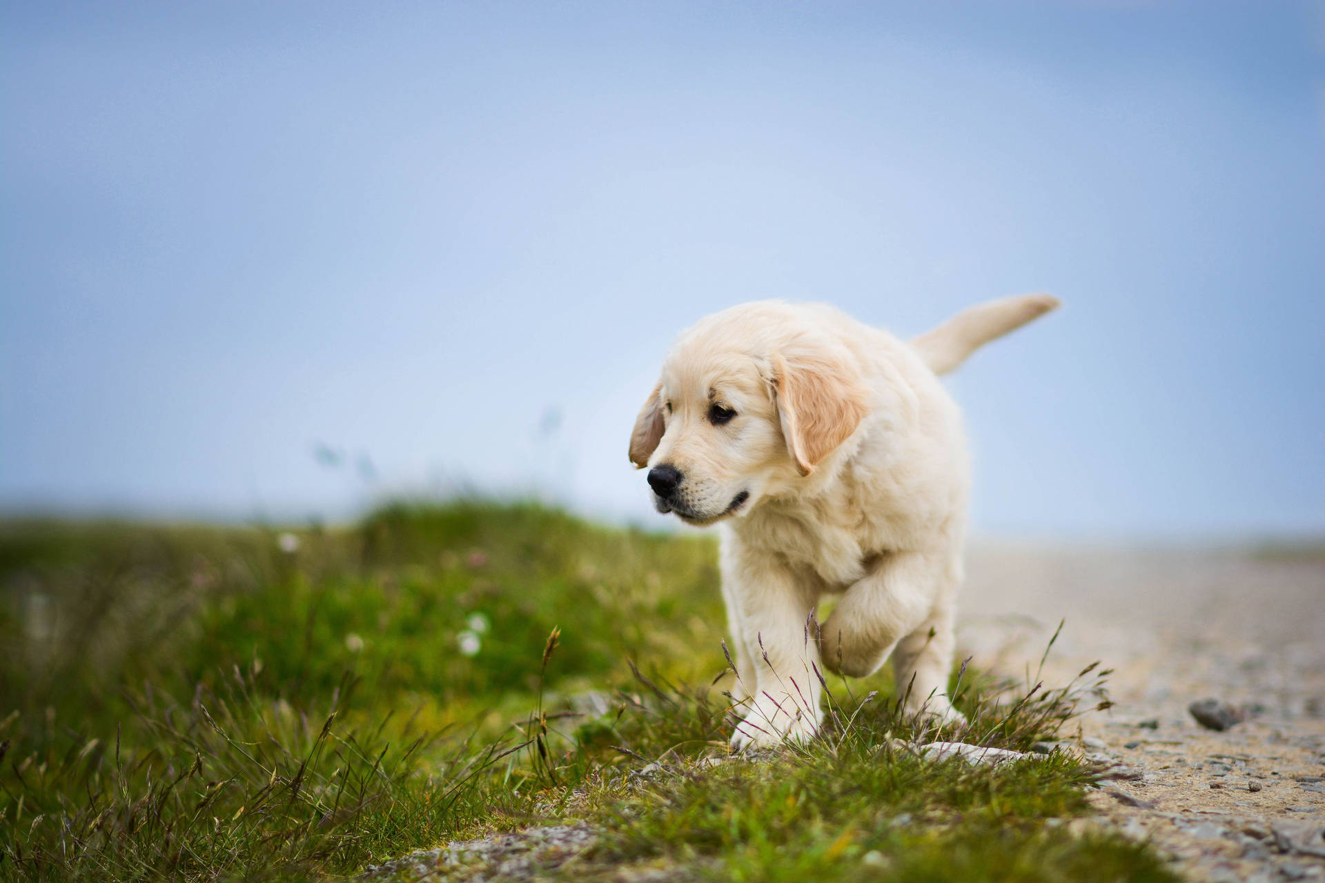 White Labrador Baby Dog Curiously Walking Background