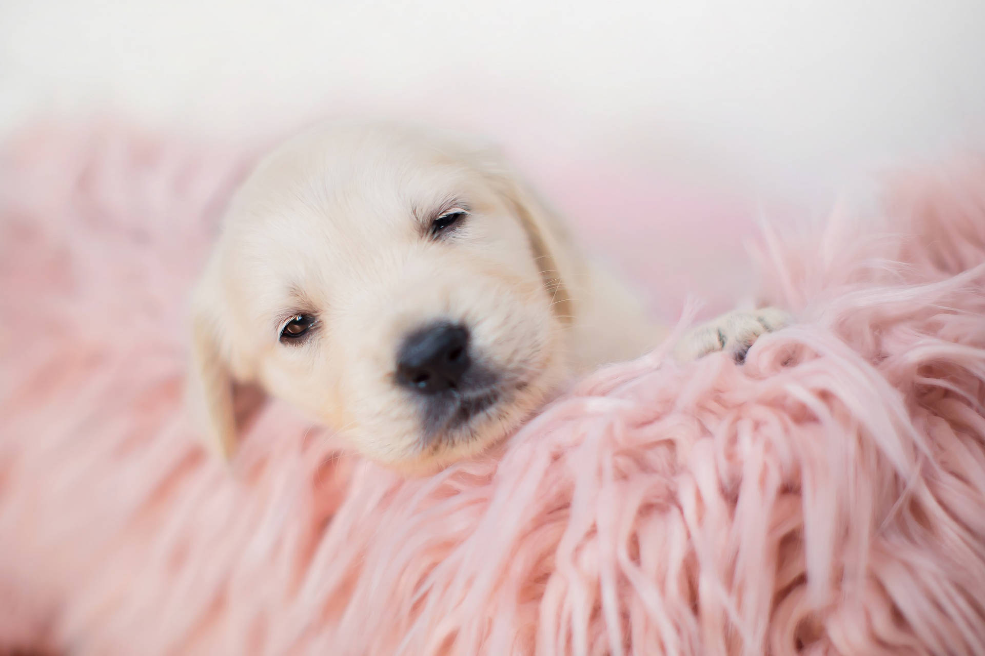 White Labrador Baby Dog Is Tired Background