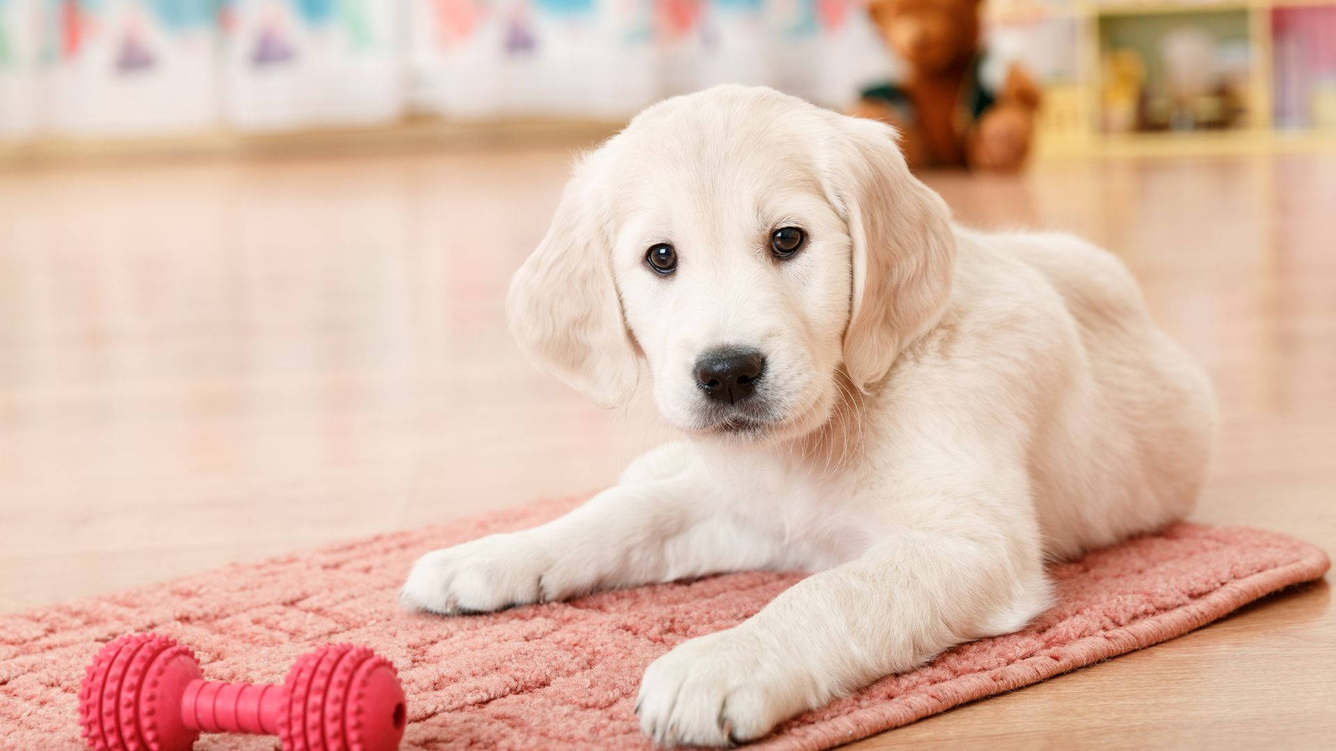 White Labrador Baby Dog With On Red Mat Background