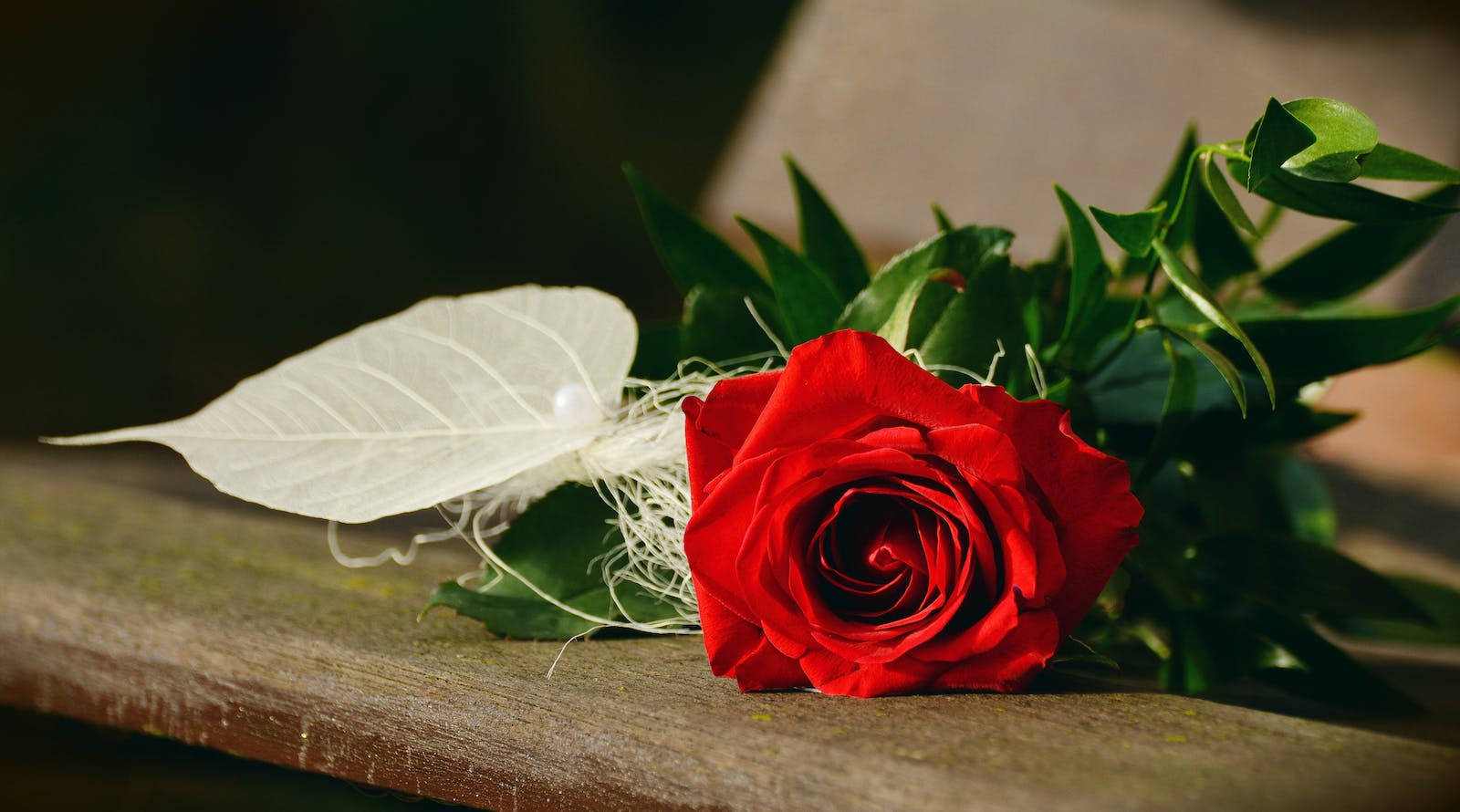 White Leaf Red Rose Hd Background