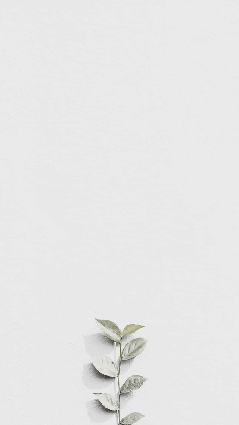 White Leaves For Instagram Stories Background