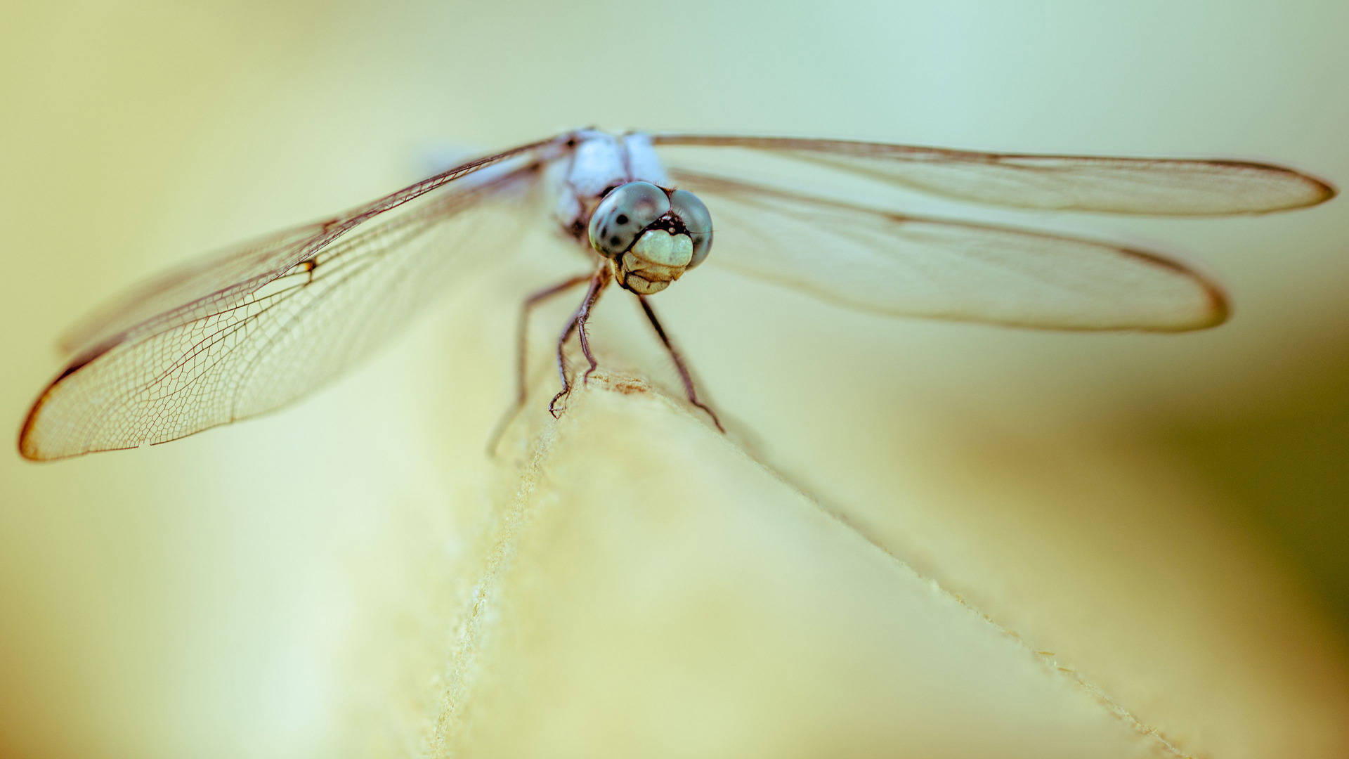 White-legged Dragonfly Background