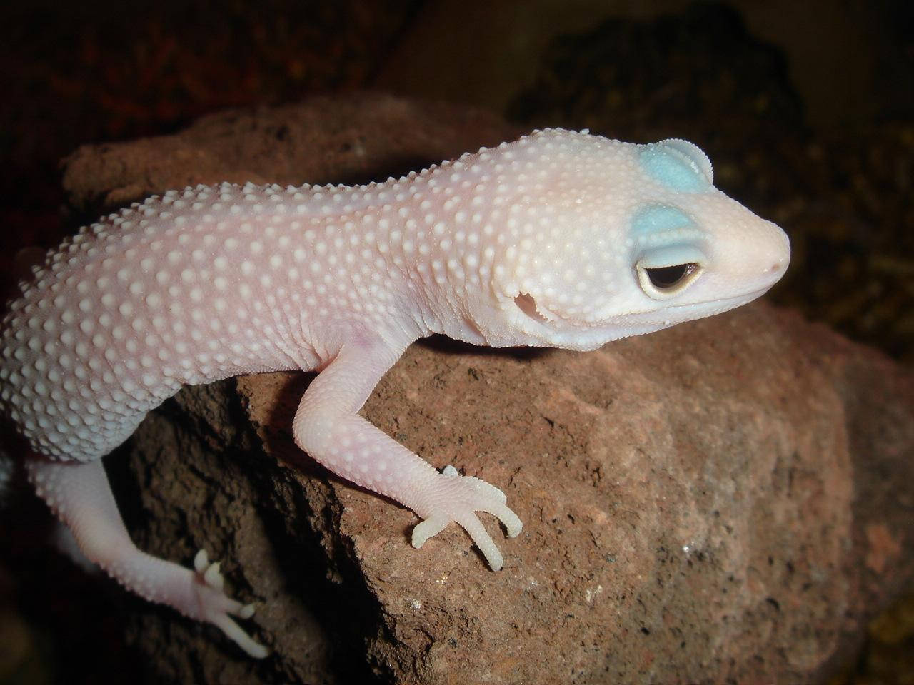 White Leopard Gecko On Rock Background