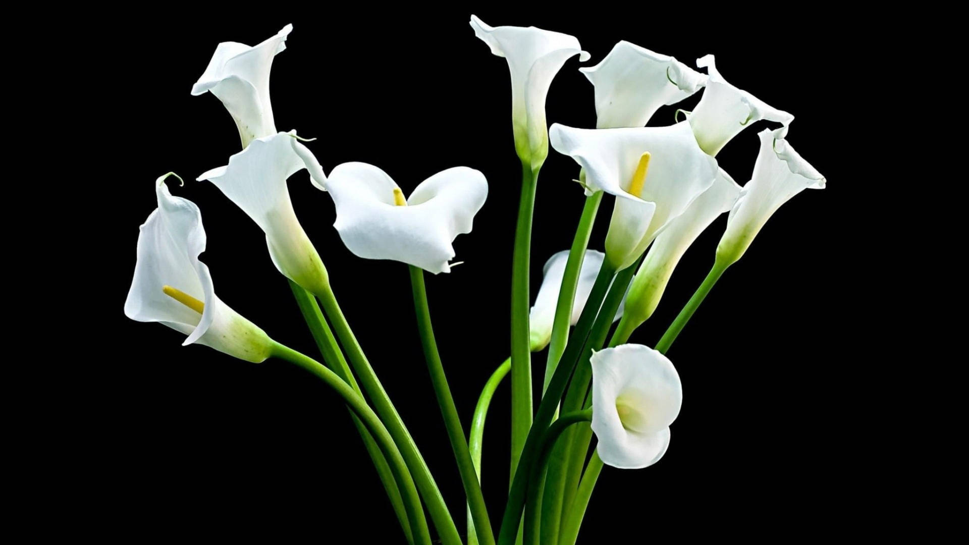 White Lily Blooms Background