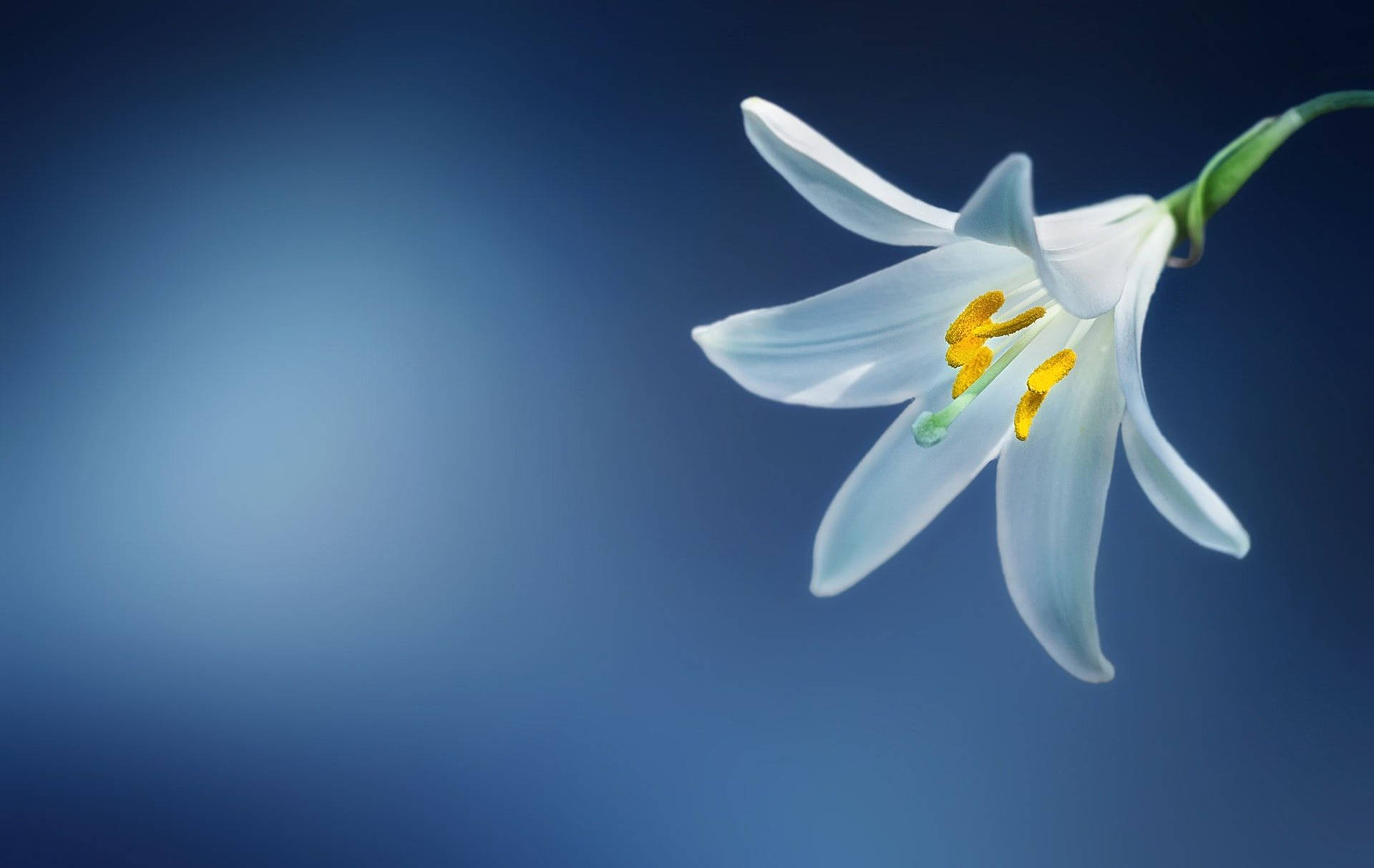 White Lily Digital Art Background