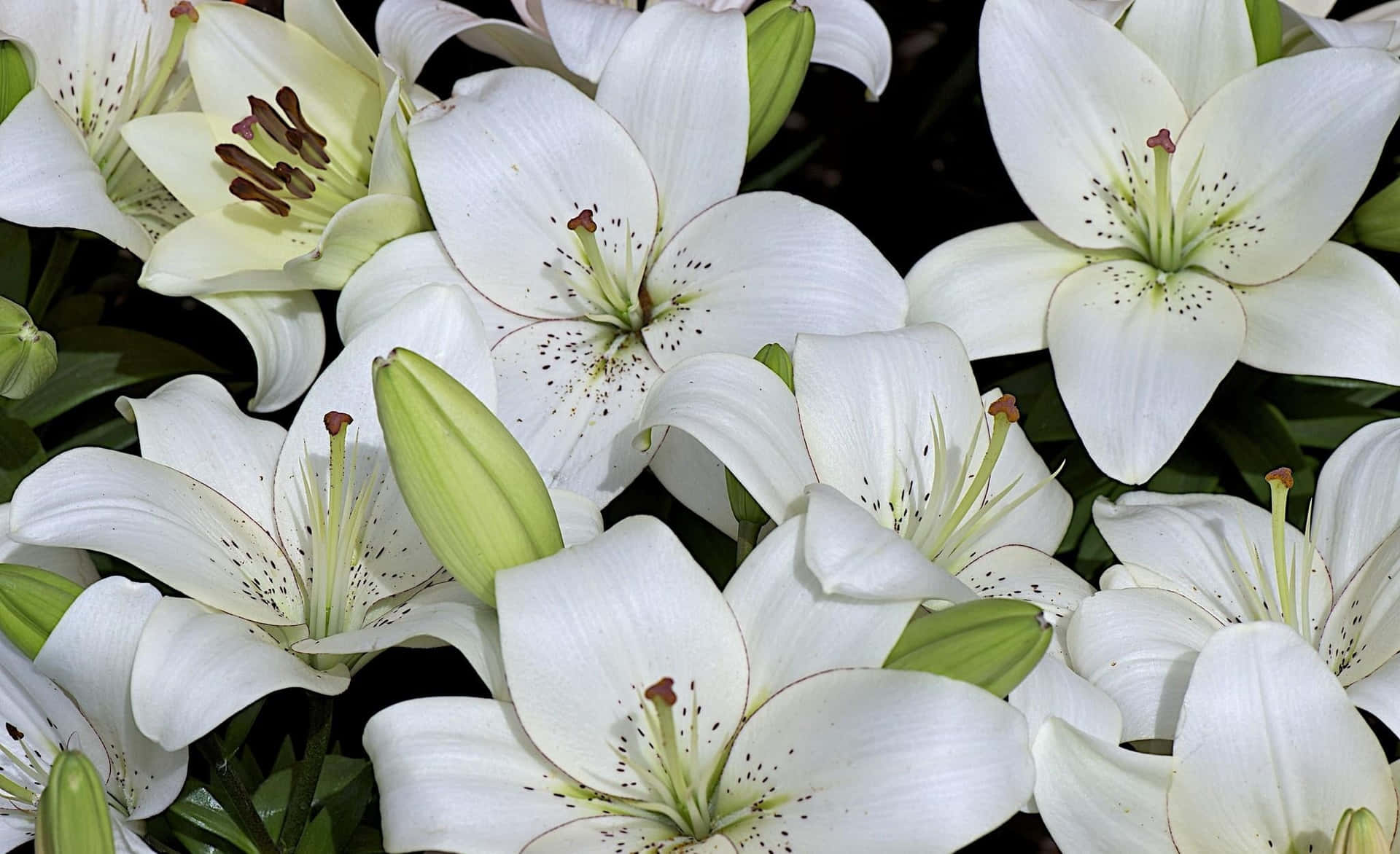 White Lily Dotted Flowers Background