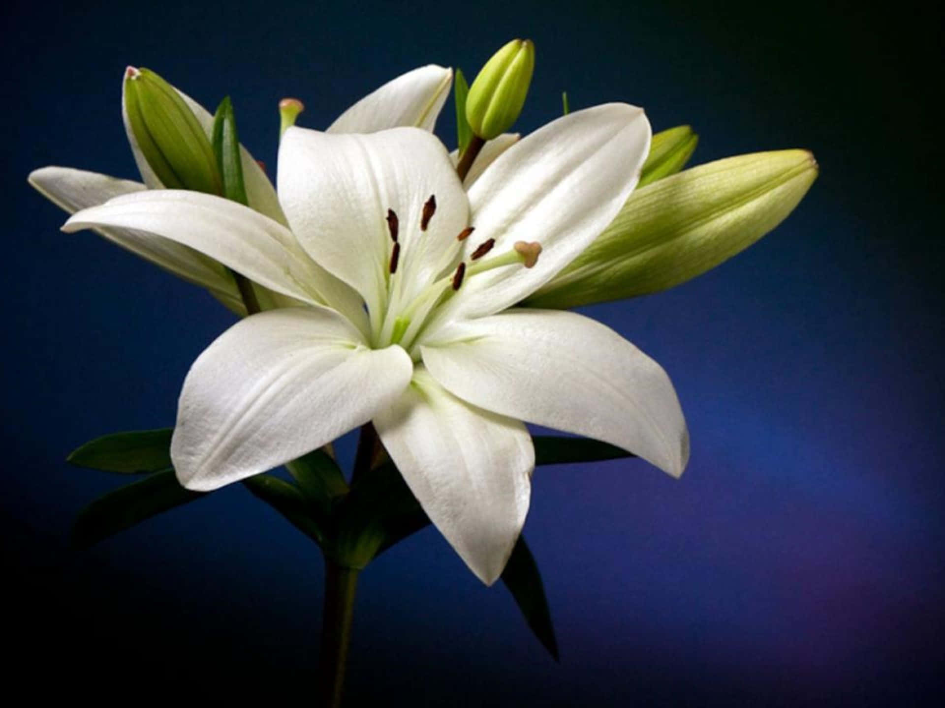 White Lily Flower Dark Blue Background