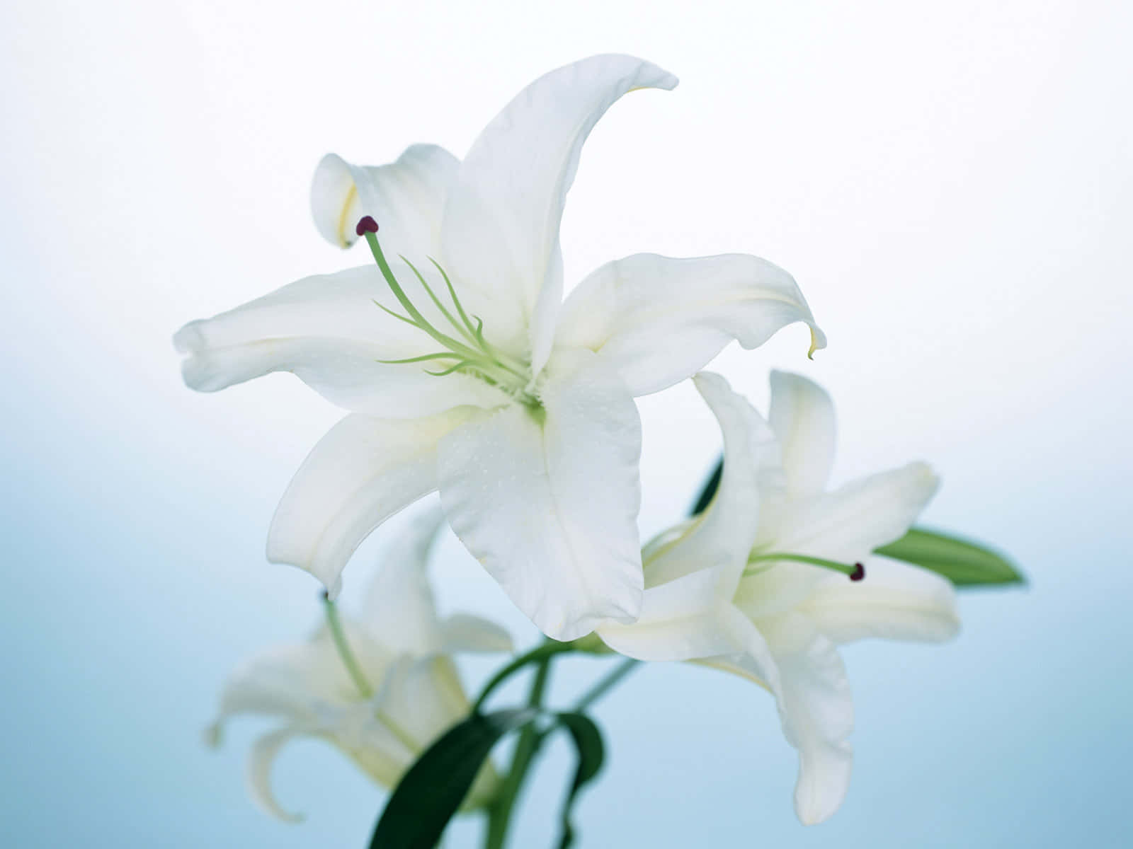 White Lily Flowers Background