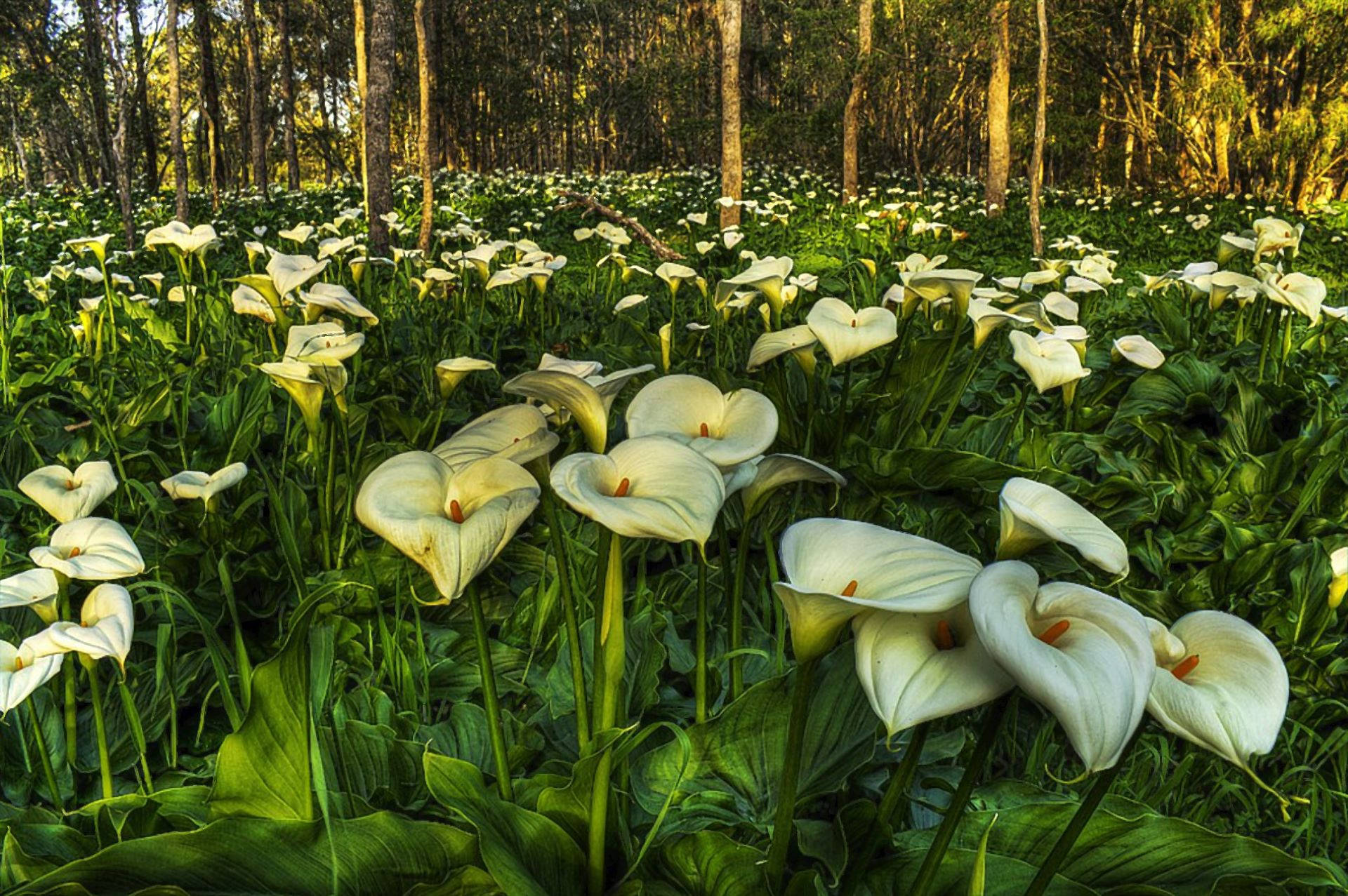 White Lily Garden Background