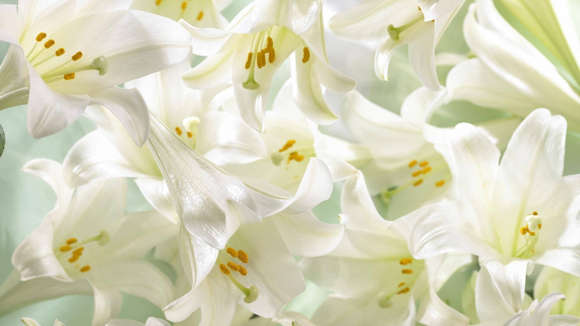 White Lily In Full Blossom Background