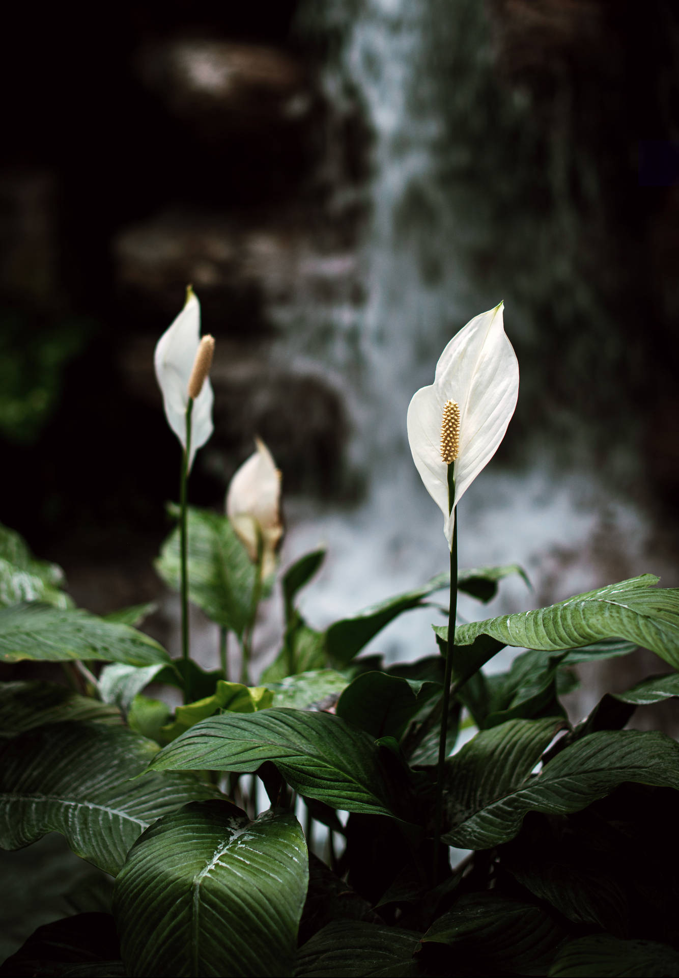 White Lily In Nature