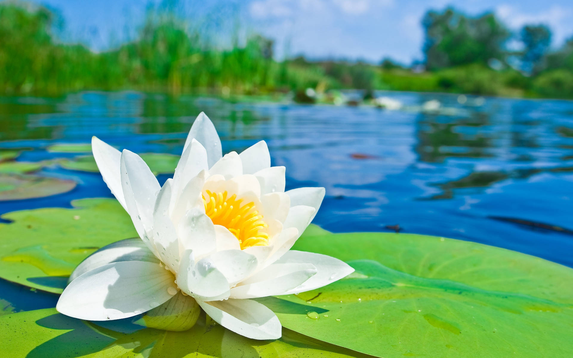 White Lily On Pond Background