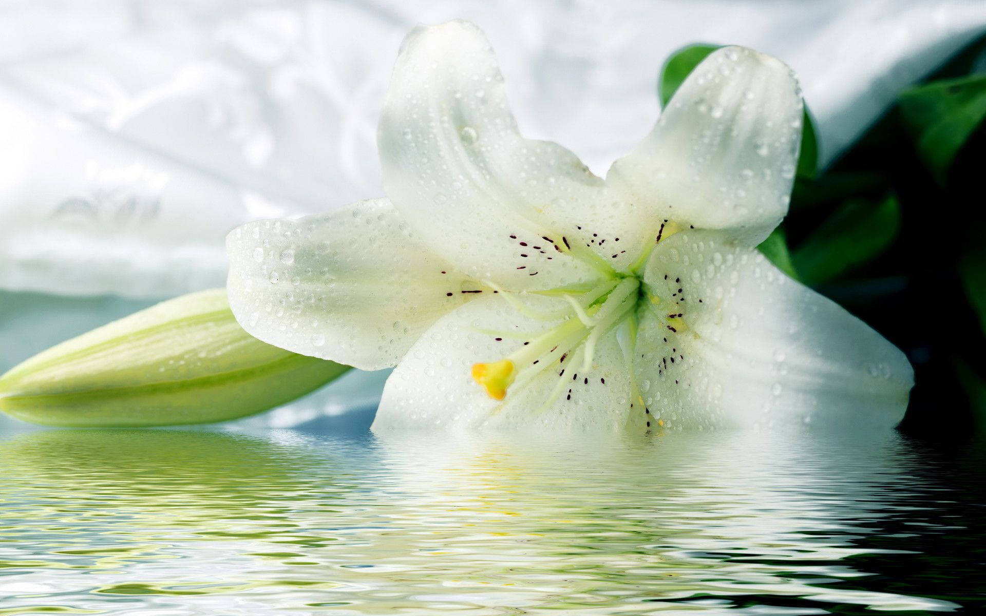 White Lily On Water