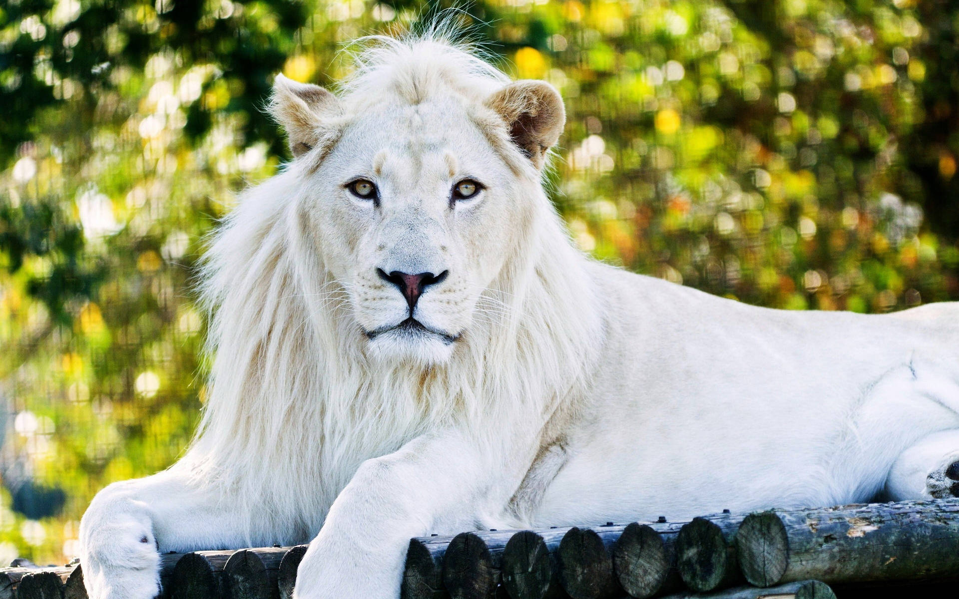 White Lion Albino Background