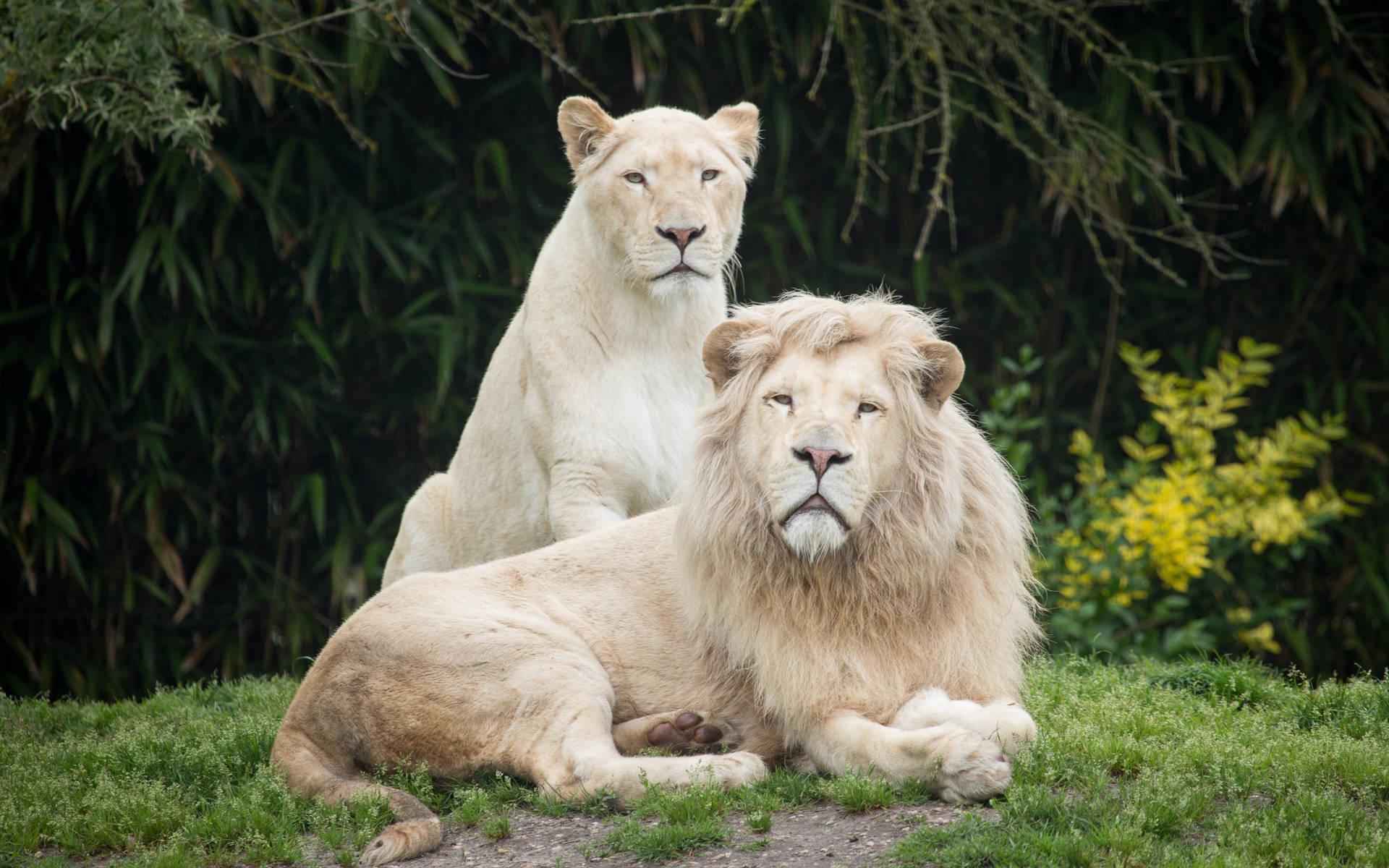 White Lion Couple Background