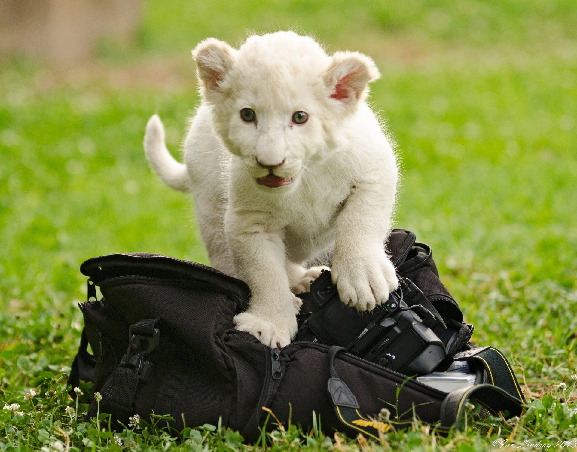 White Lion Cub Background