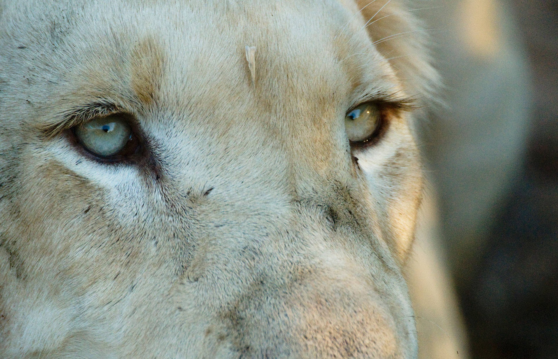 White Lion Eyes Background