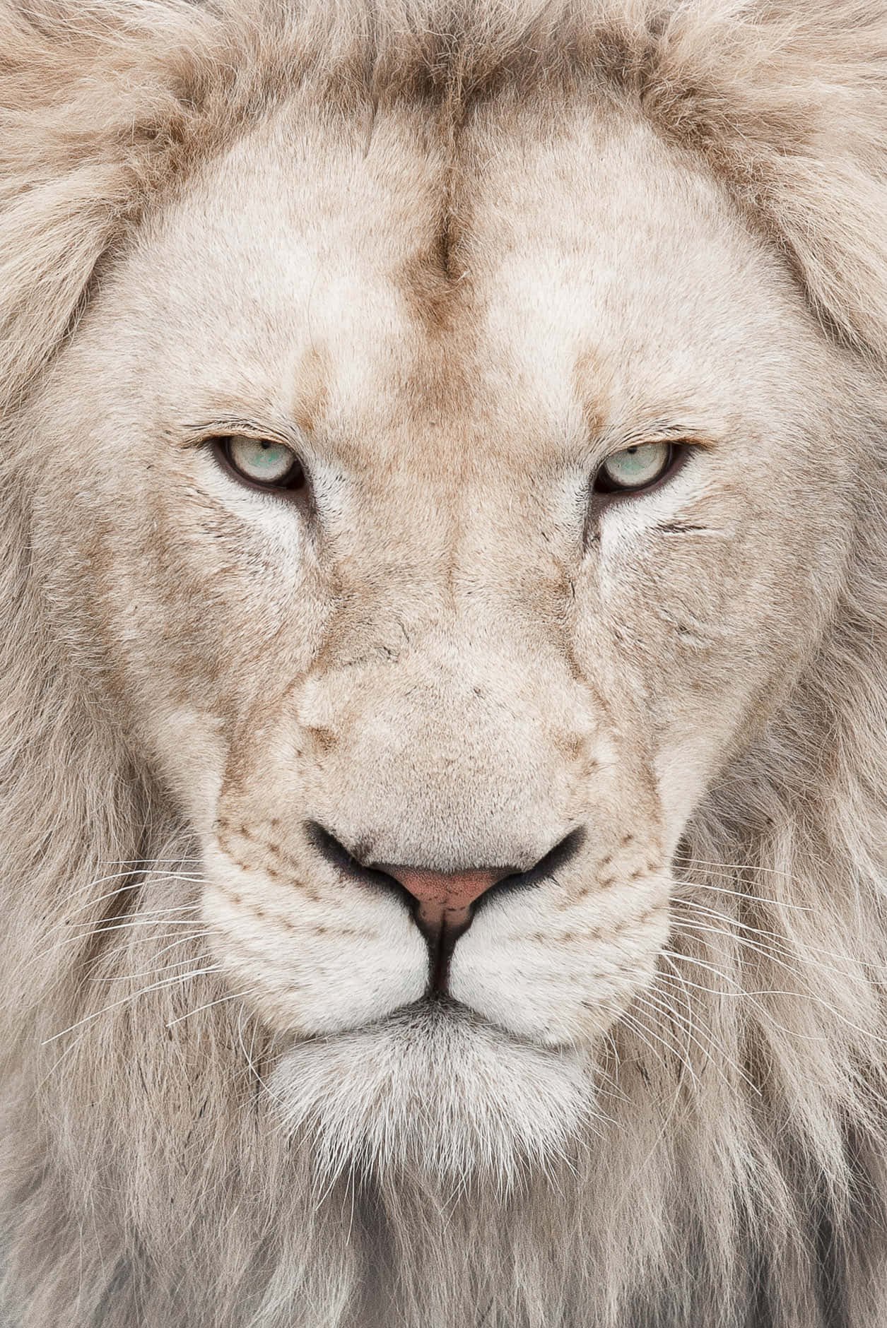 White Lion Face Background