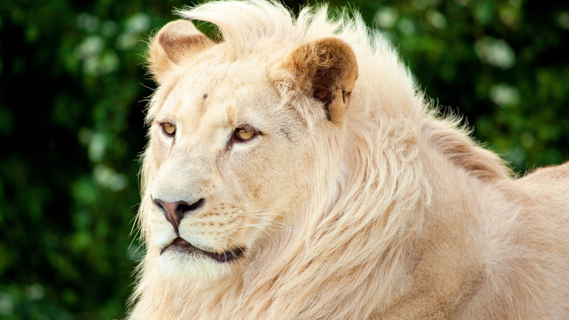 White Lion Golden Eyes Background