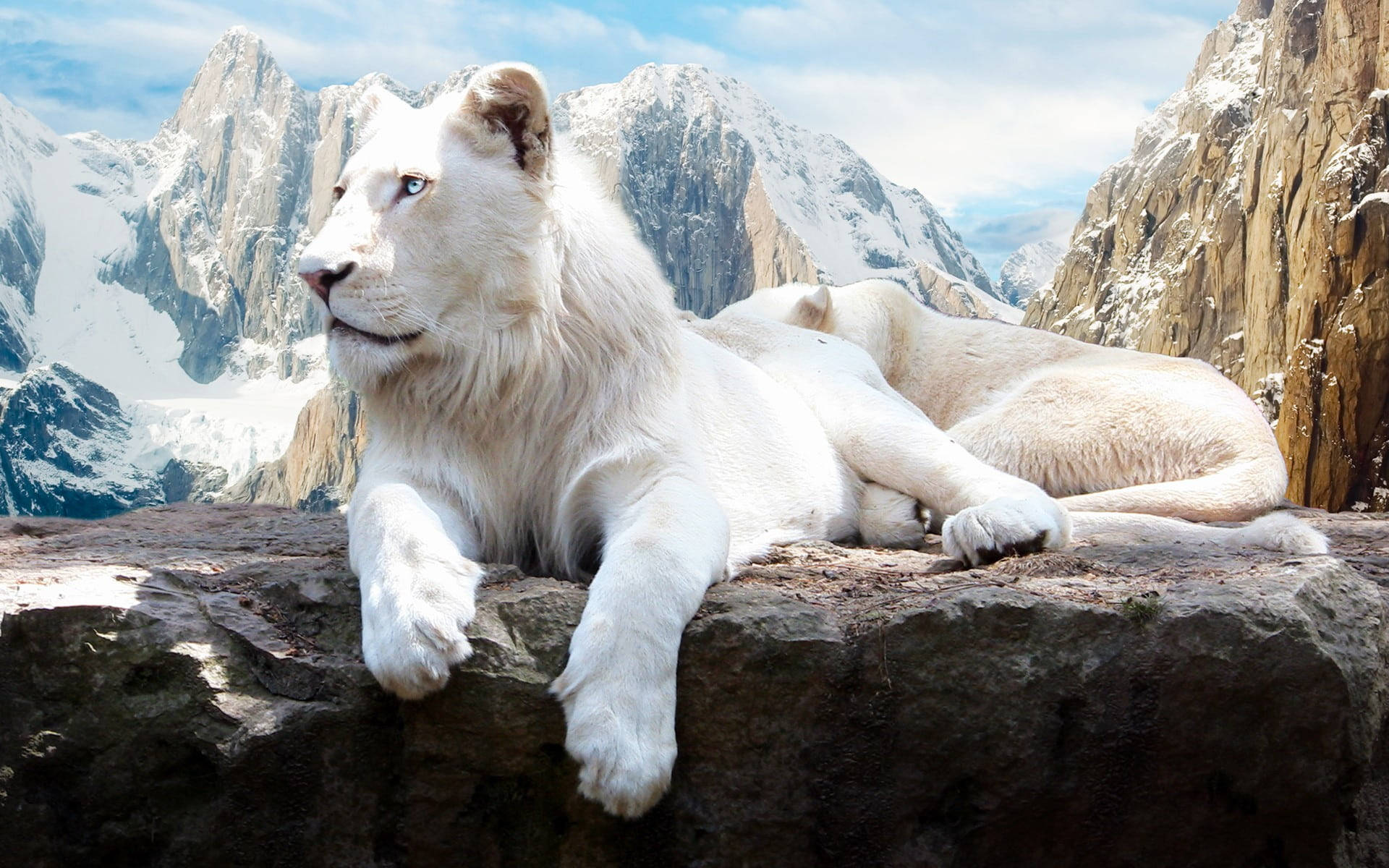 White Lion Laptop Background