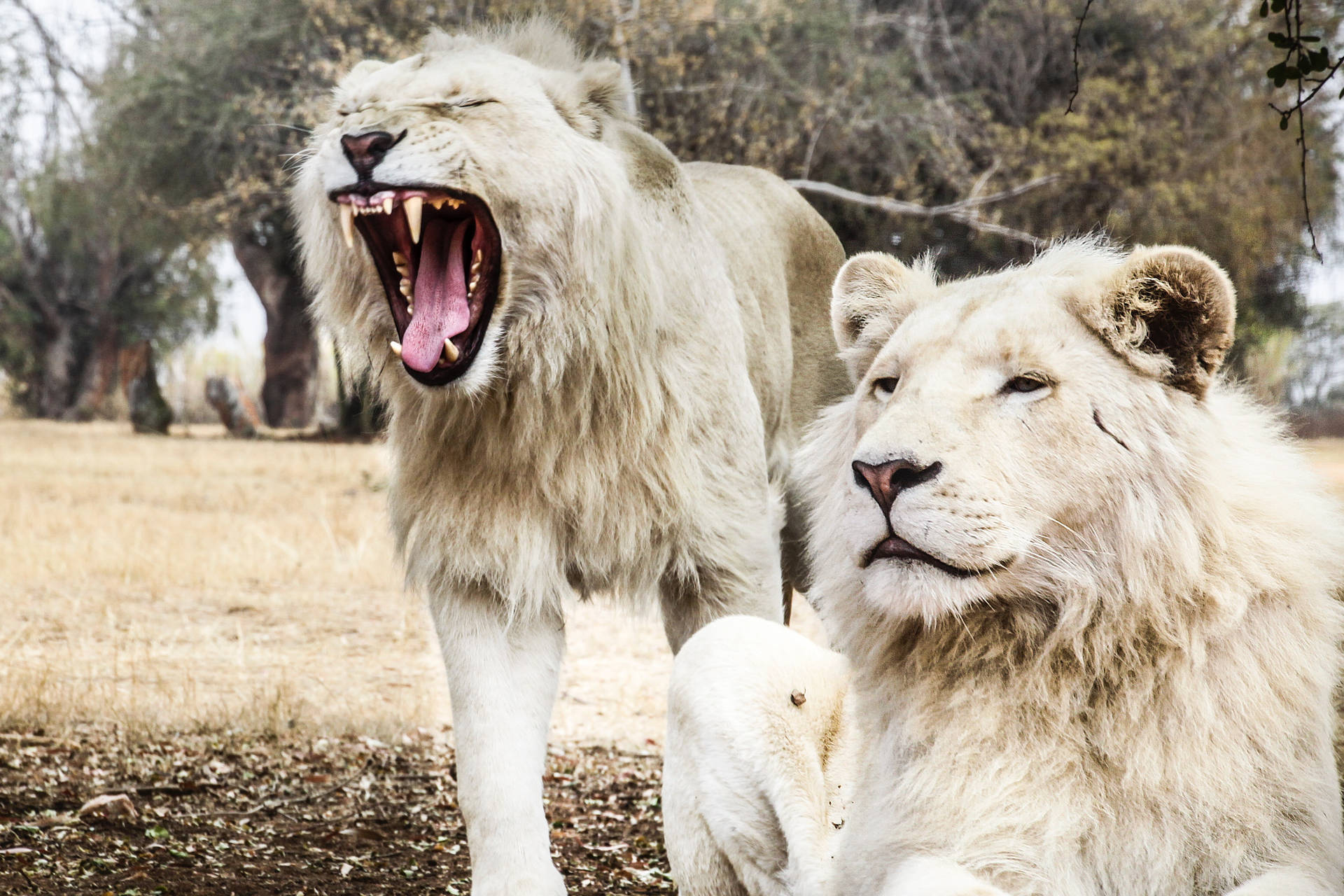 White Lion Male Duo Background