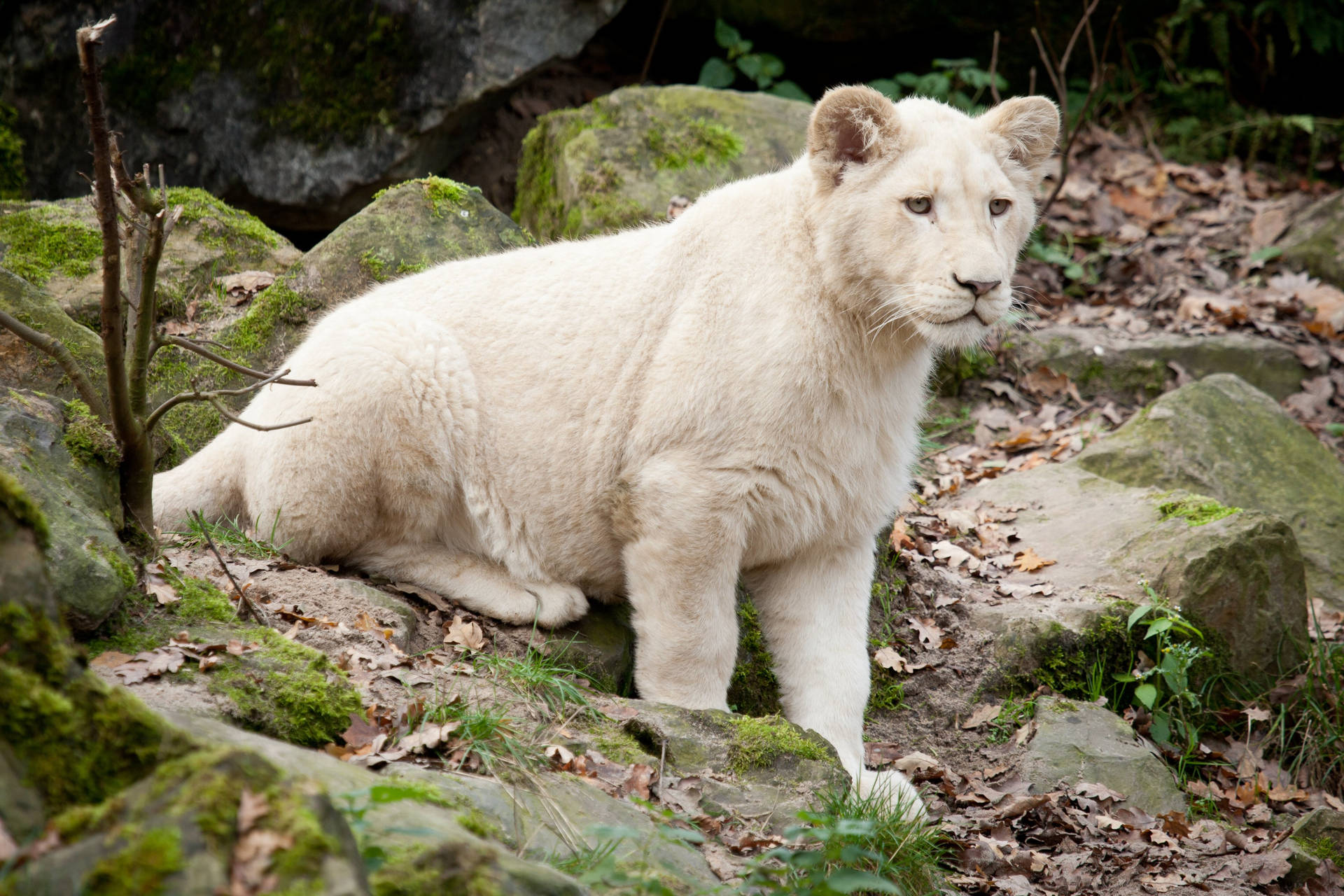 White Lion On Rocks Background
