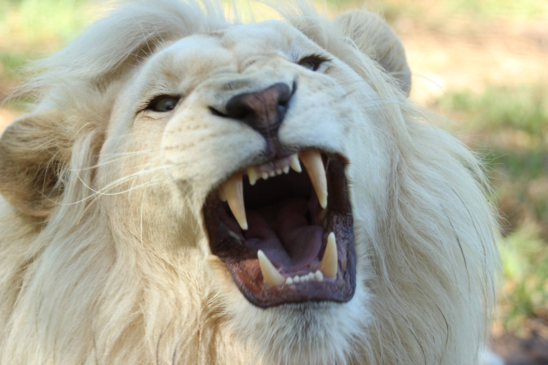 White Lion Sharp Fangs Background