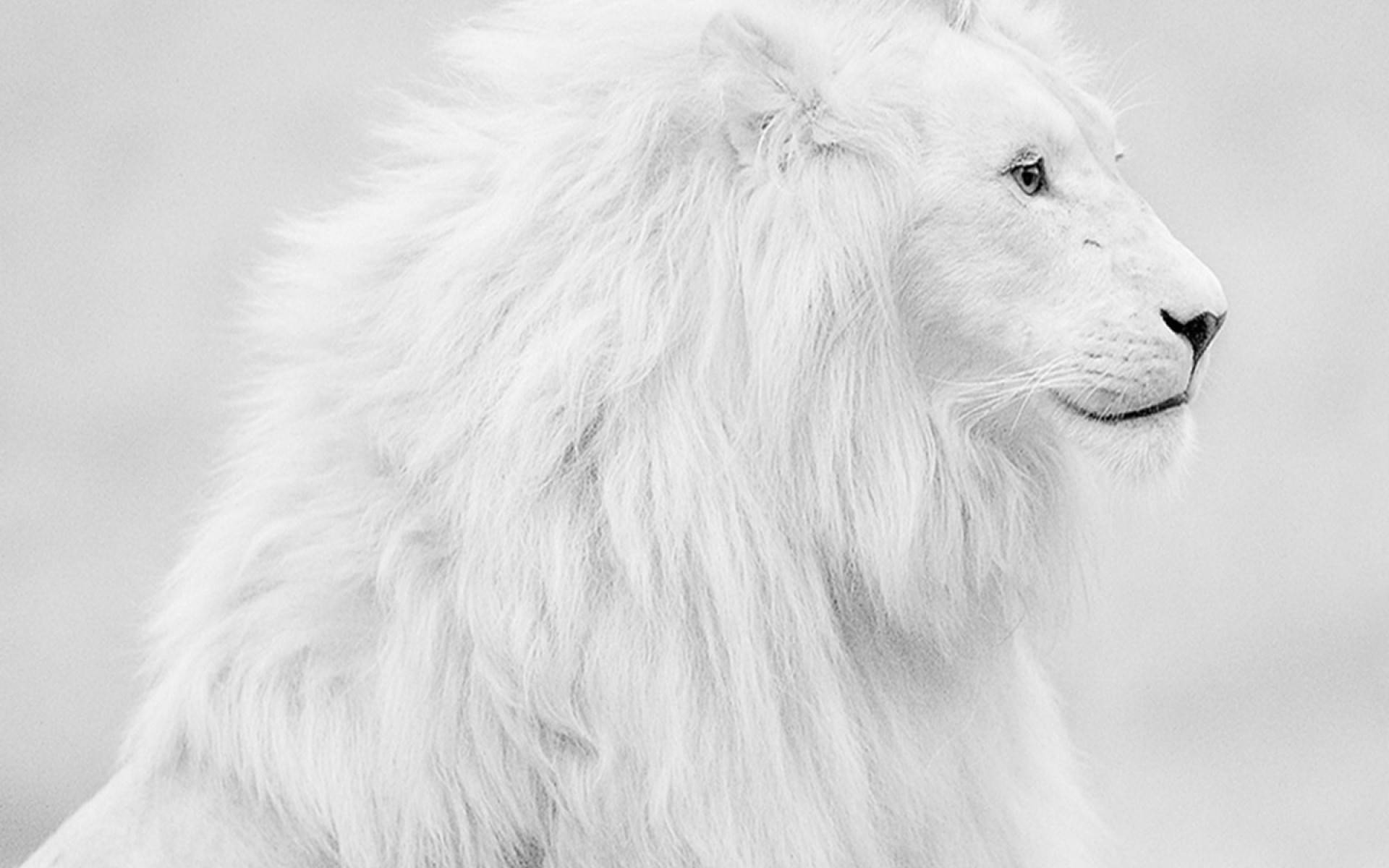 White Lion Side View Background