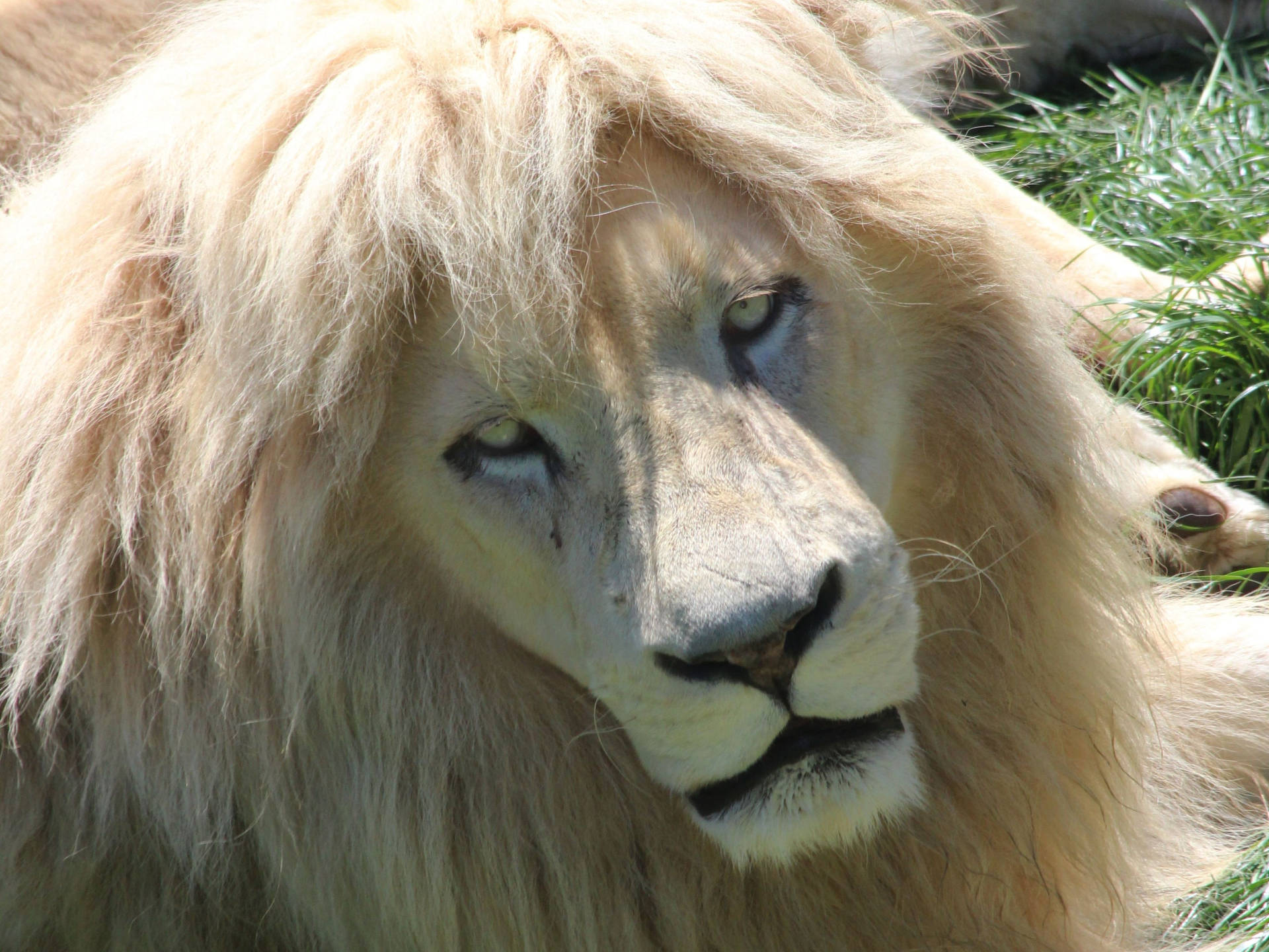 White Lion Stare Background