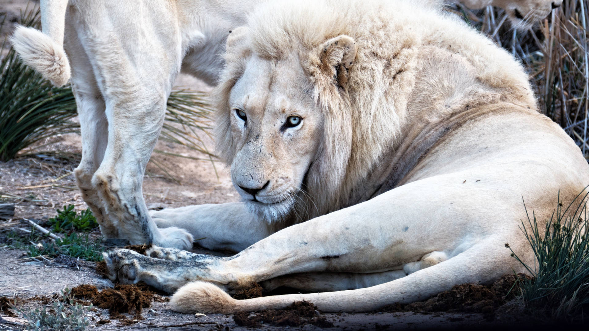 White Lion Staring Background