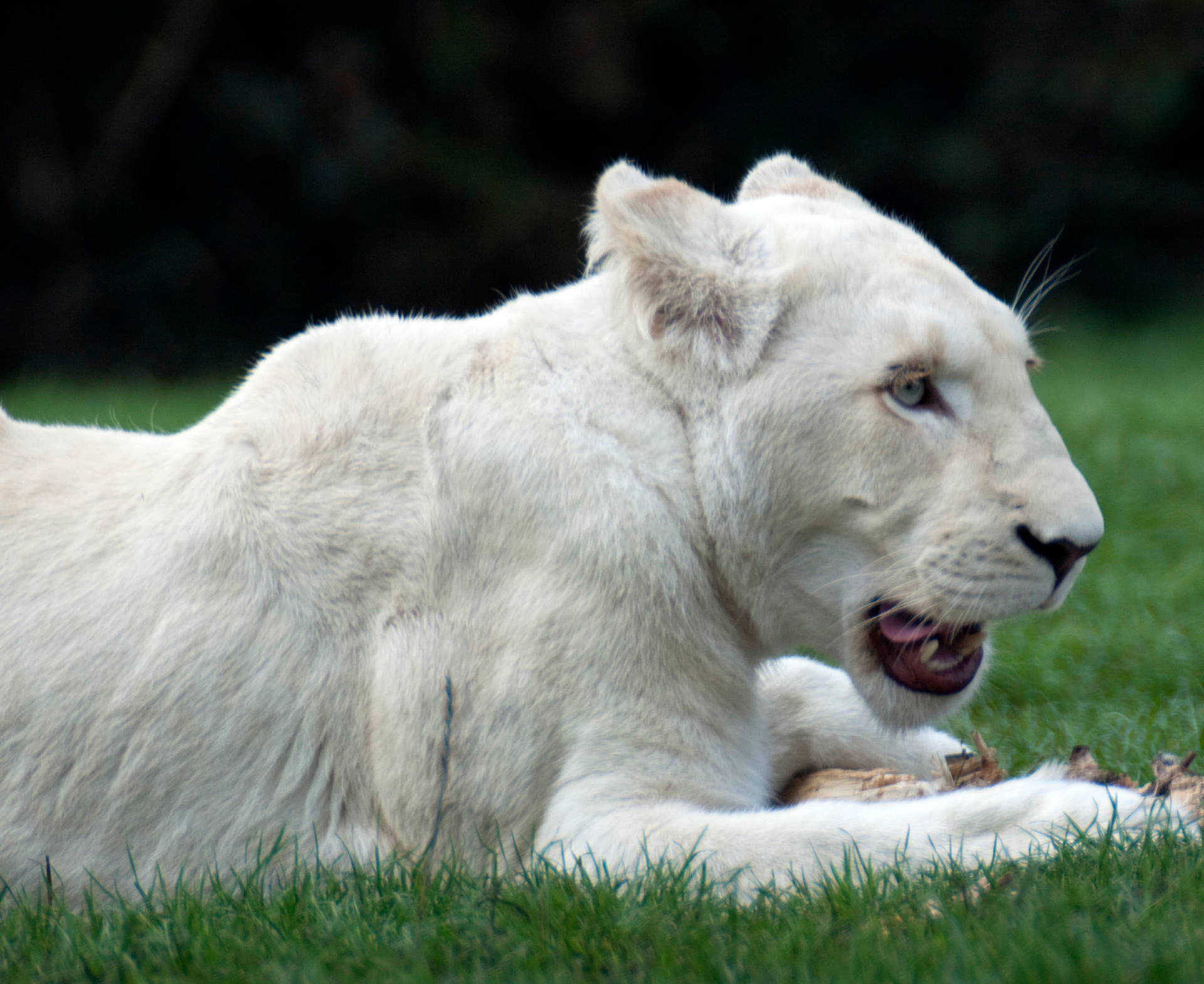 White Lioness Eating