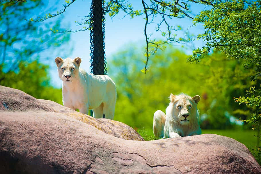 White Lions In A Zoo Background