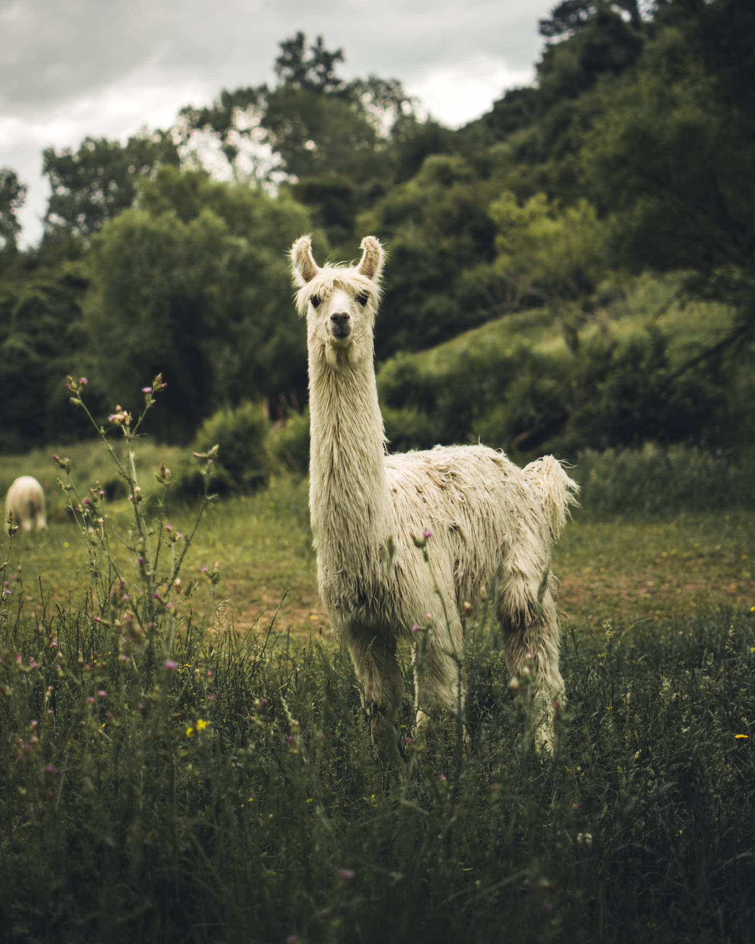 White Llama Glances Background