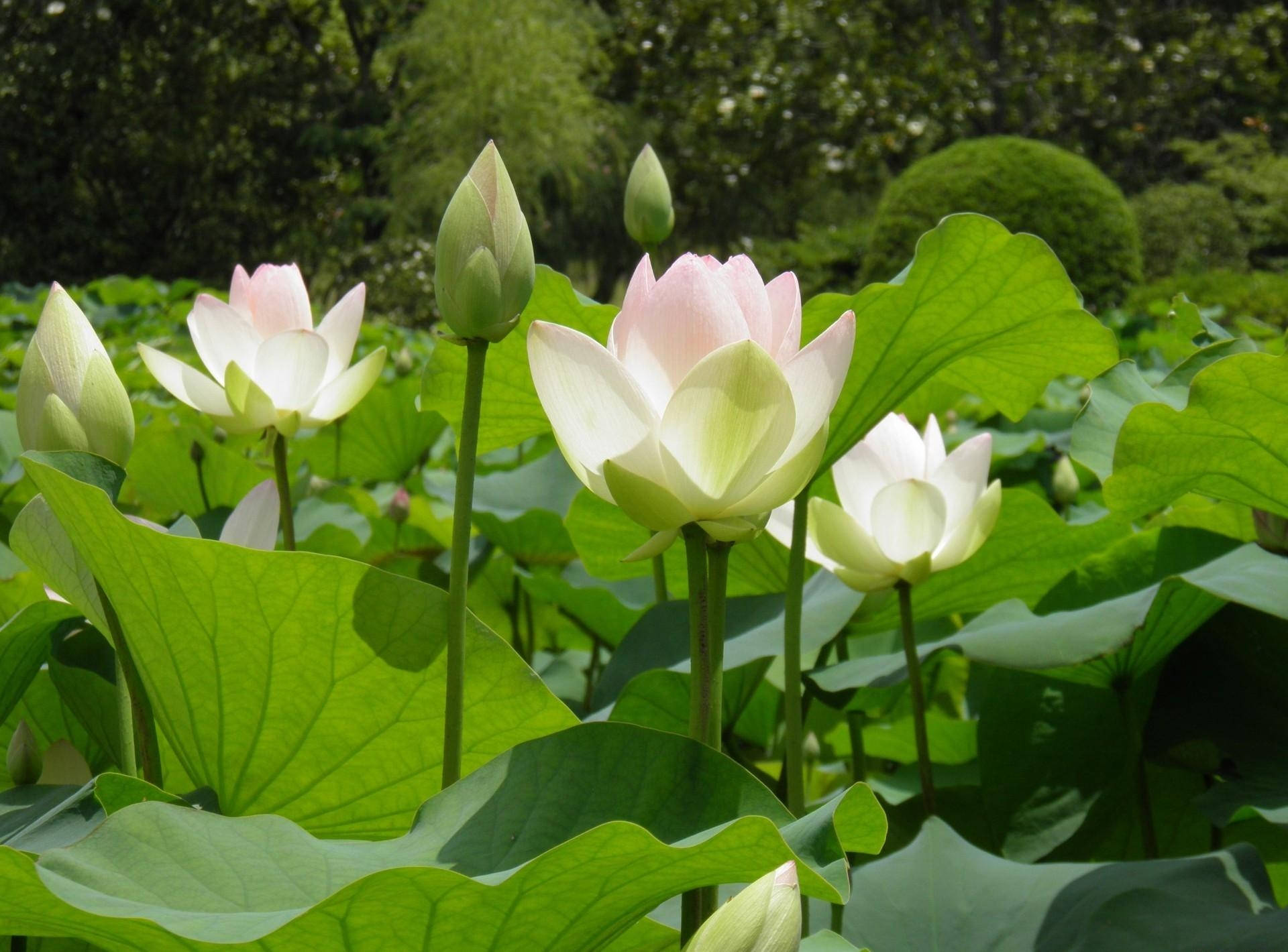 White Lotus Flowers Blooming Background