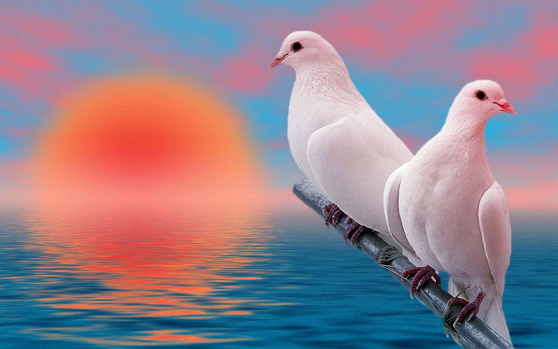 White Love Birds Sunset Edit Background