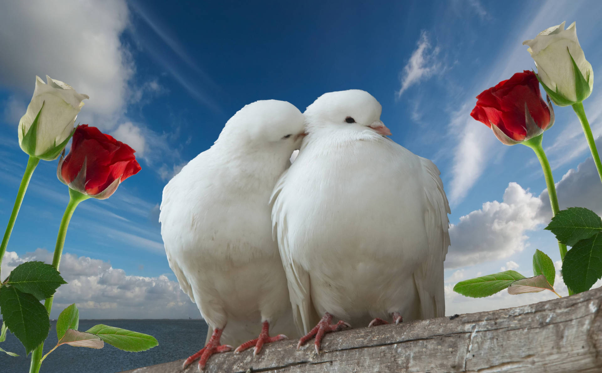 White Love Birds With Roses Background