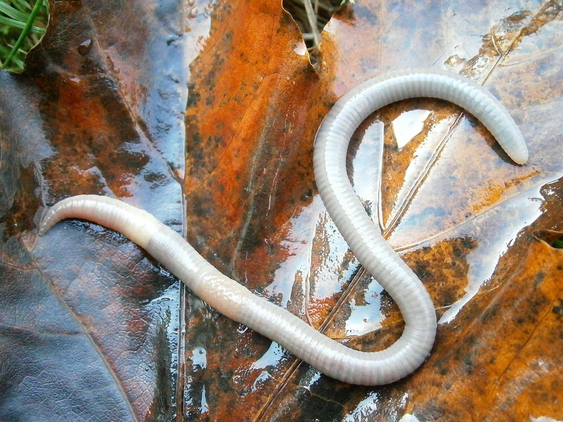 White Lumbricid Worm On A Leaf Background