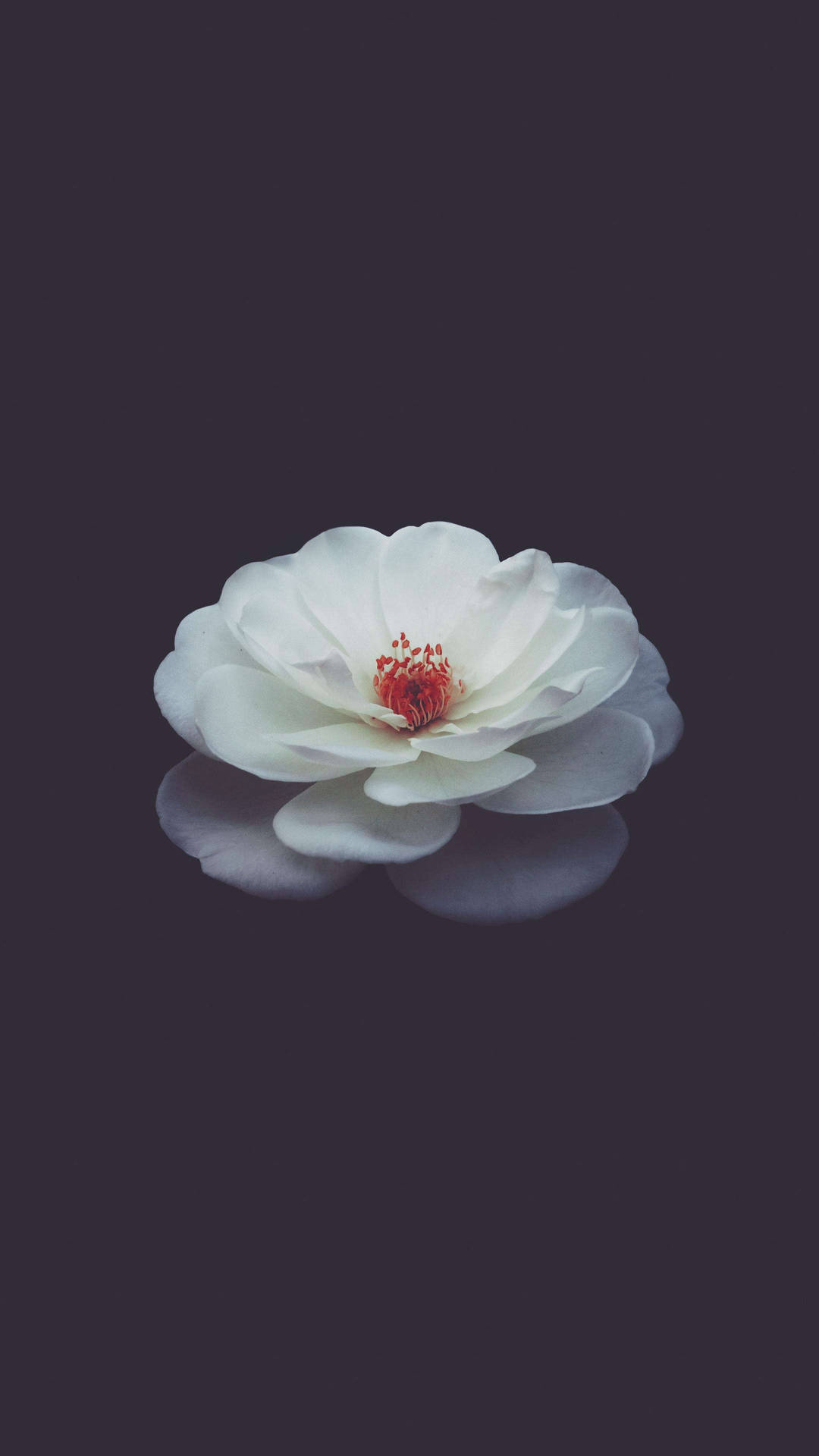 White Magnolia Flower Phone Background Background