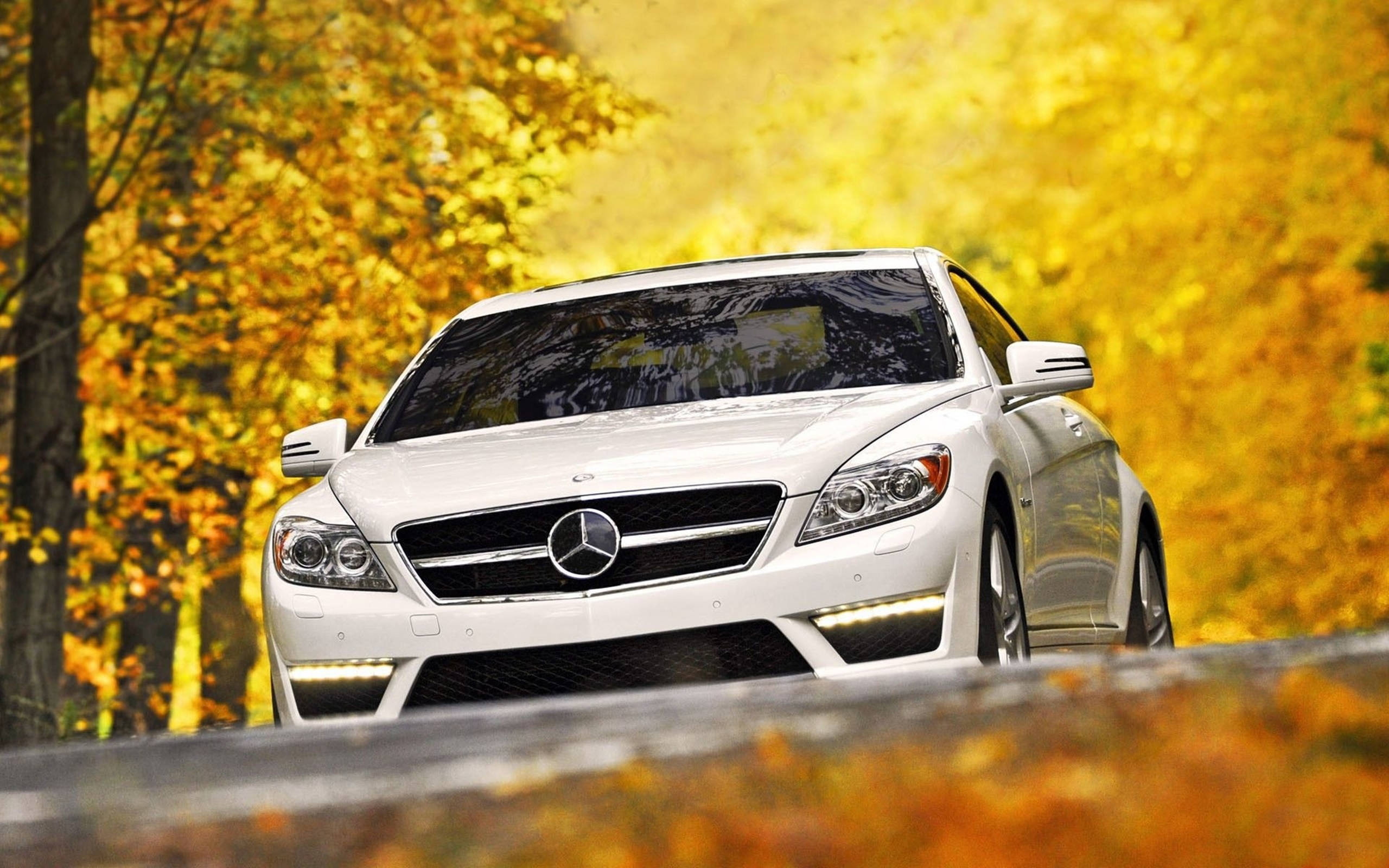 White Mercedes-benz Golden Trees Hd Background