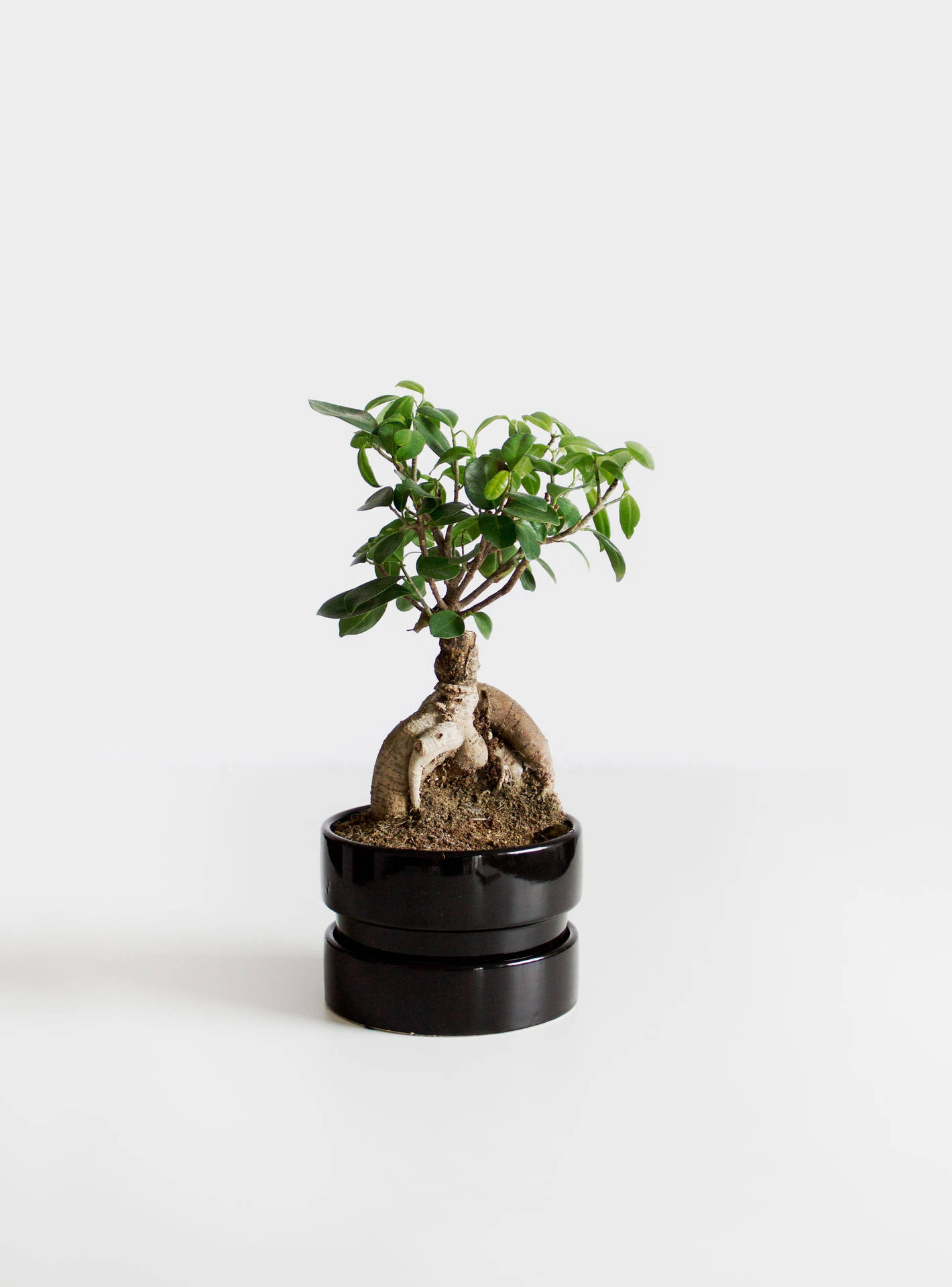 White Minimalist Bonsai Plant Background