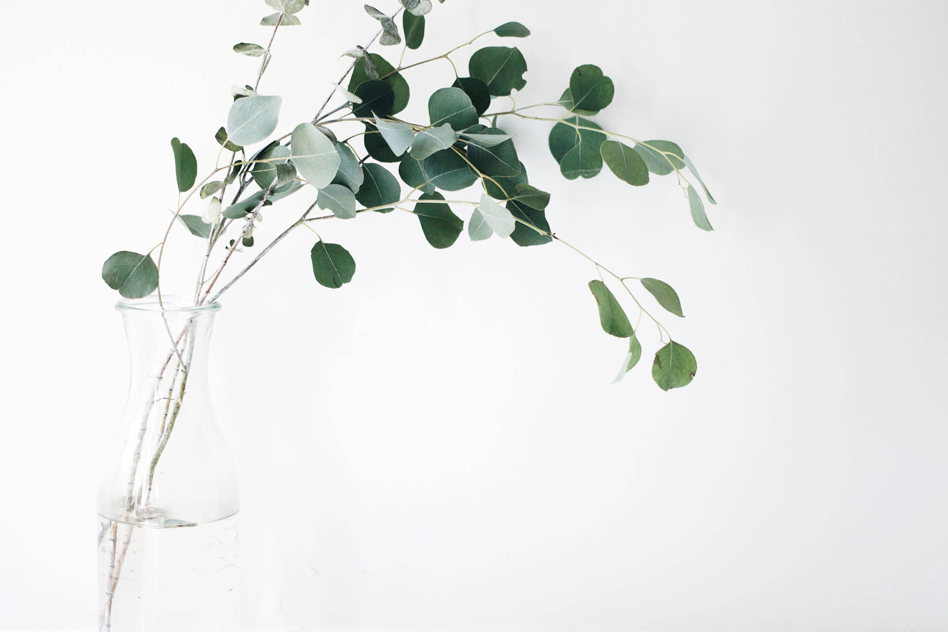 White Minimalist Eucalyptus Plant Background