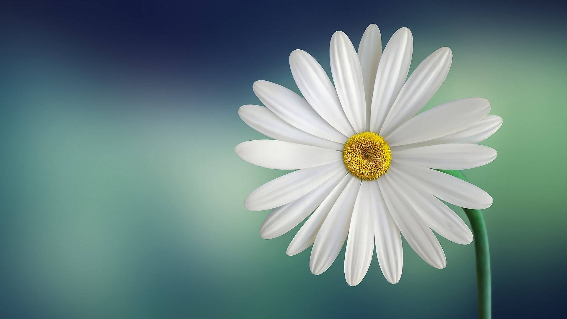 White Minimalist Flower Computer