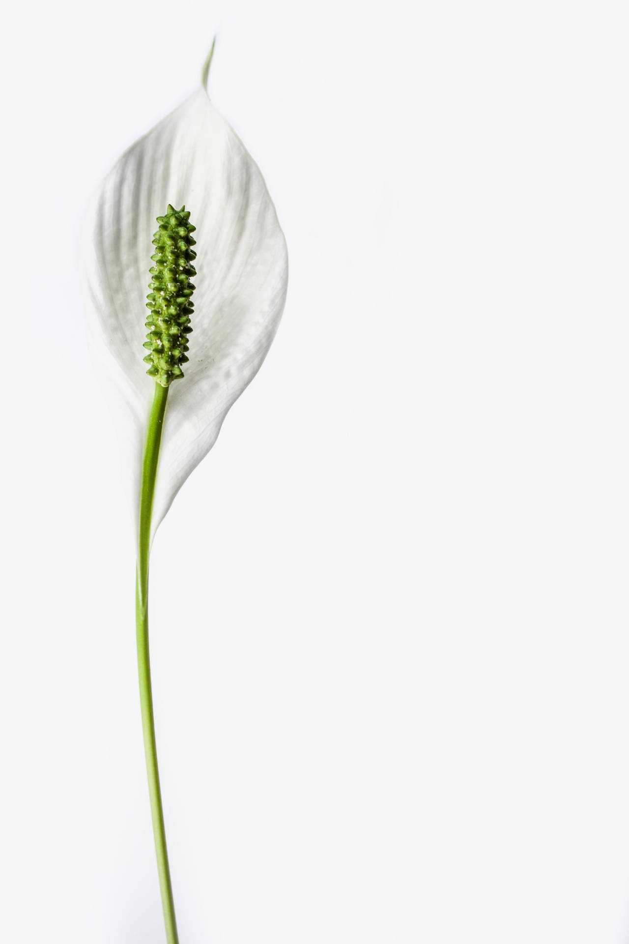 White Minimalist Lily Flower Background