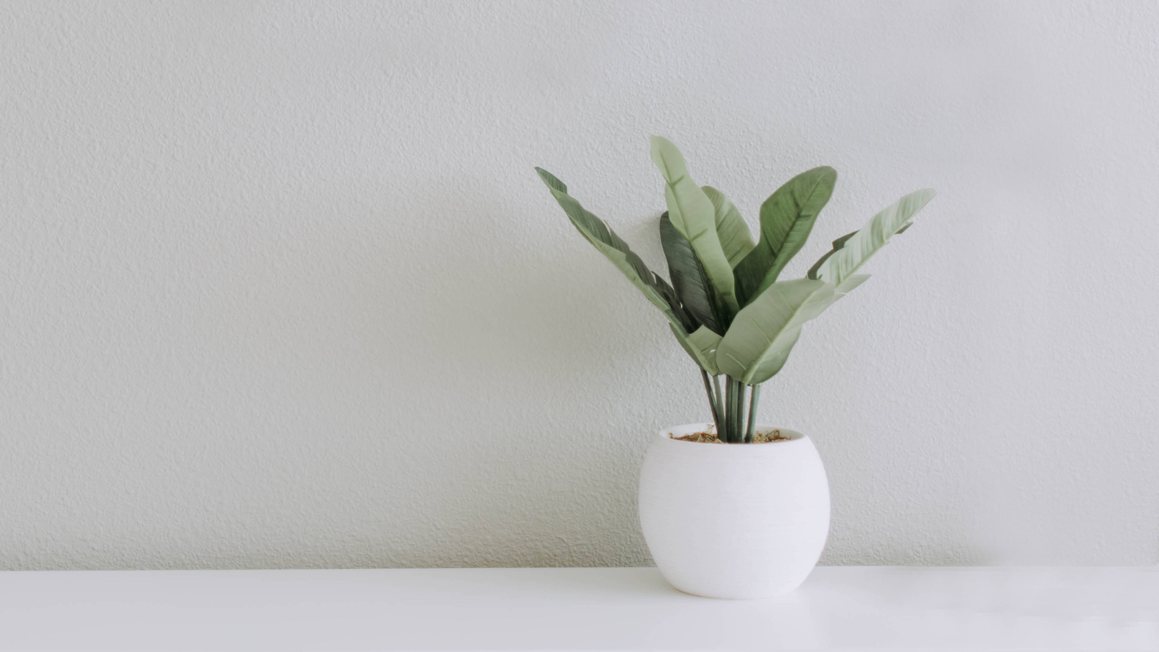 White Minimalist Plant Aesthetic Background