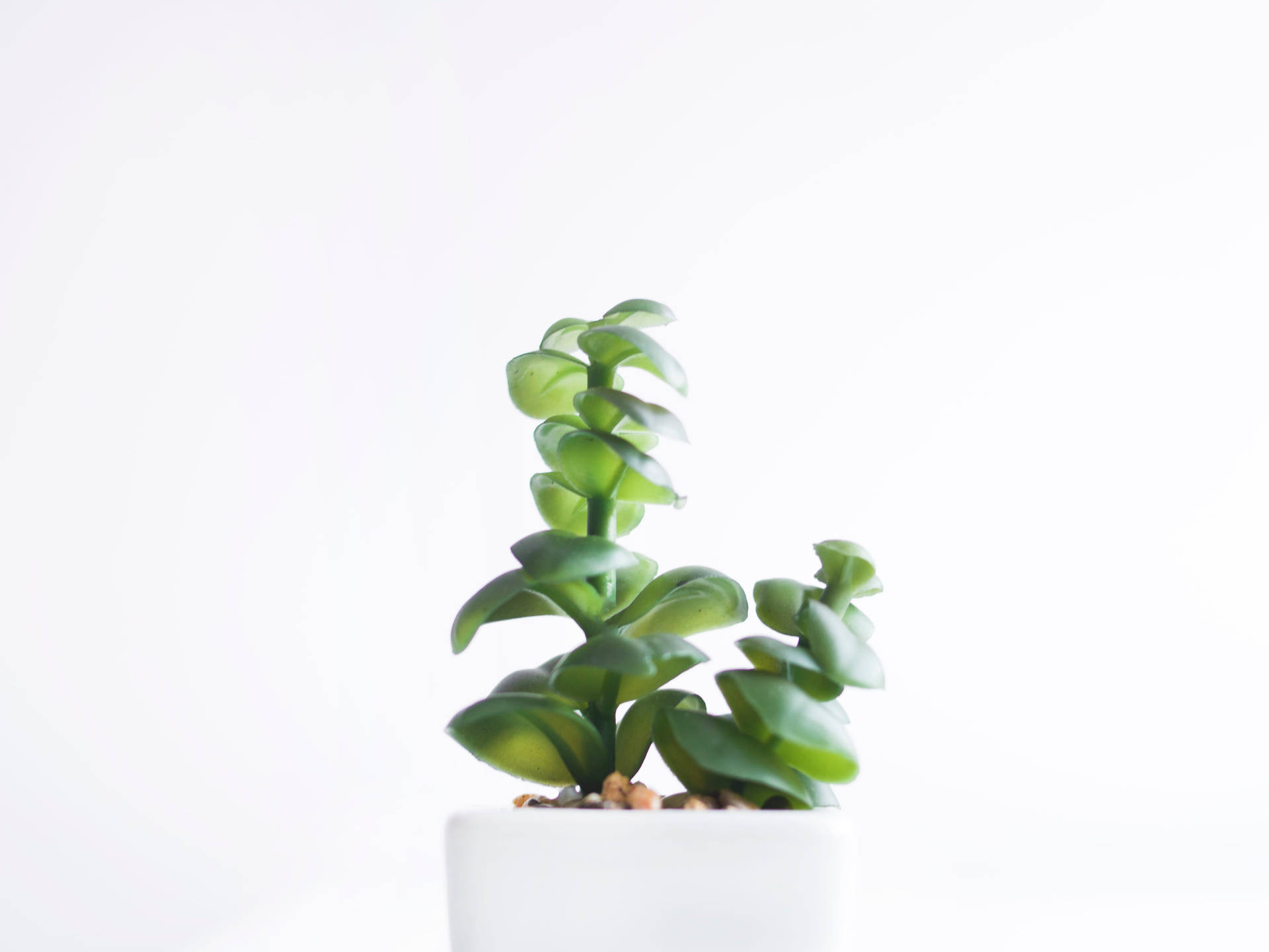 White Minimalist Potted Plant Background