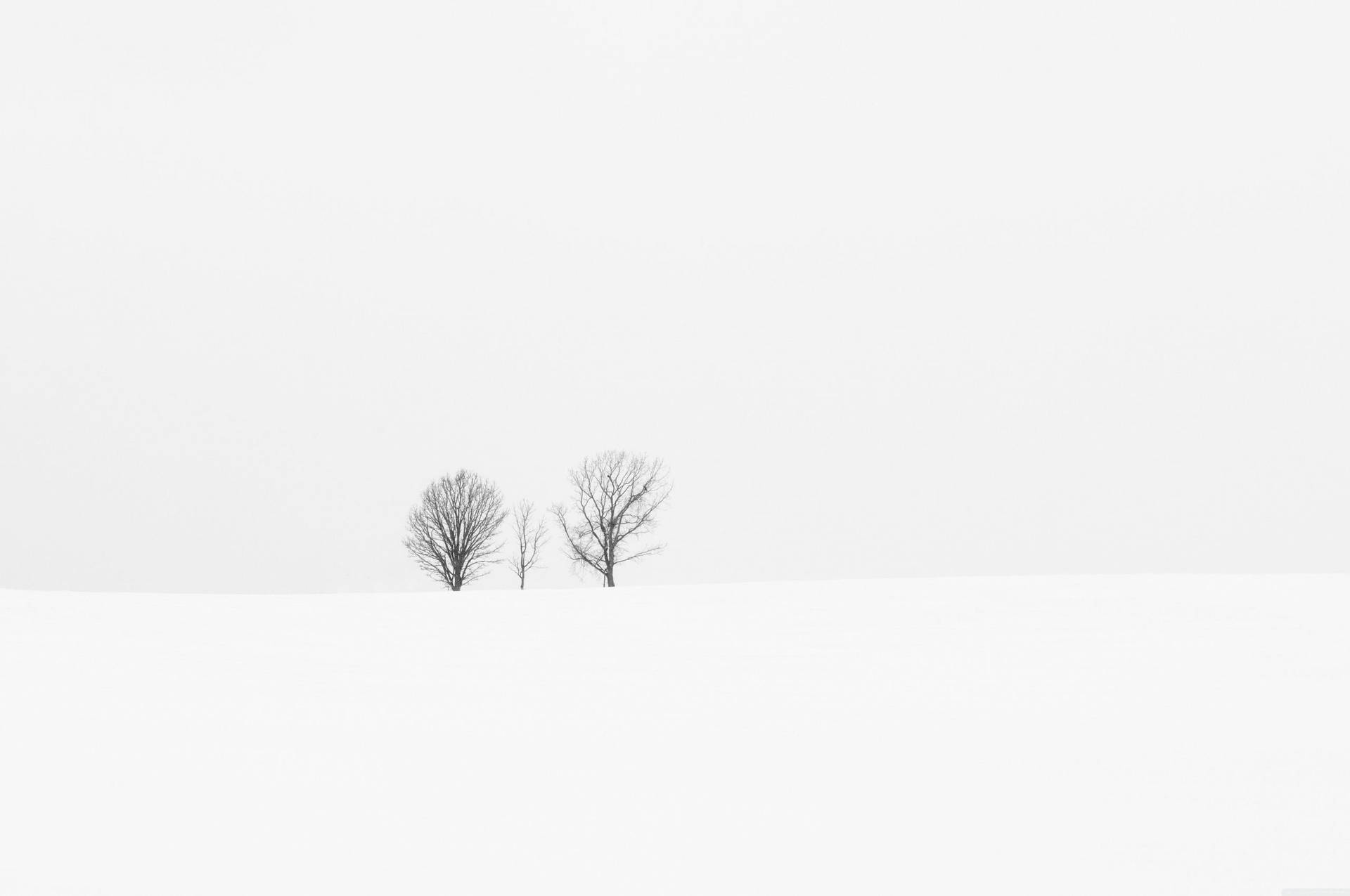White Minimalist Three Barren Trees Background