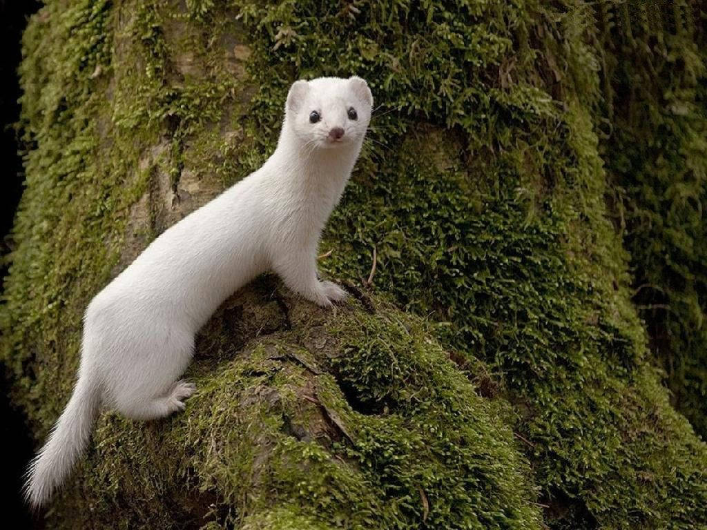 White Mink On A Tree Background